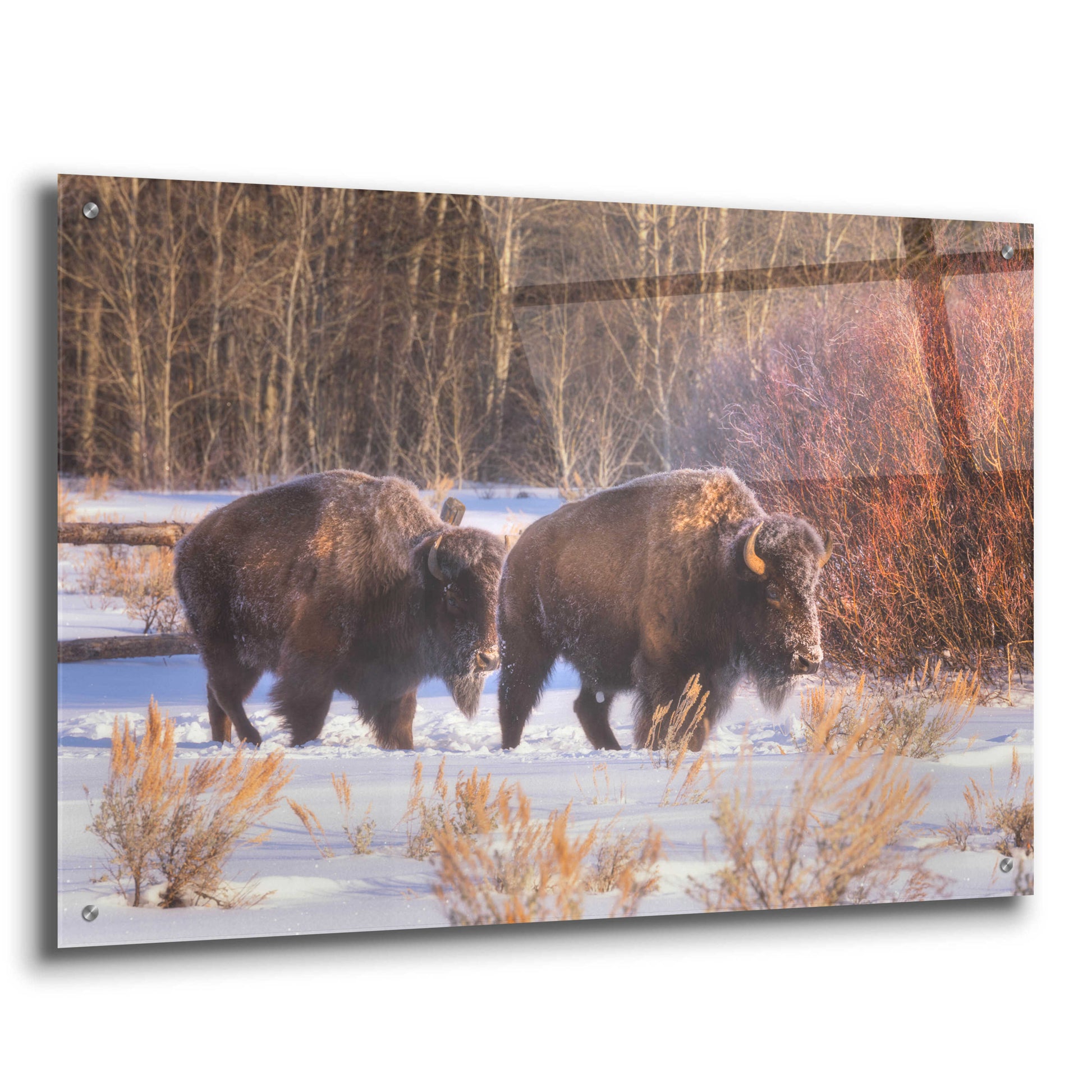 Epic Art 'Let's Go - Grand Teton National Park' by Darren White, Acrylic Glass Wall Art,36x24
