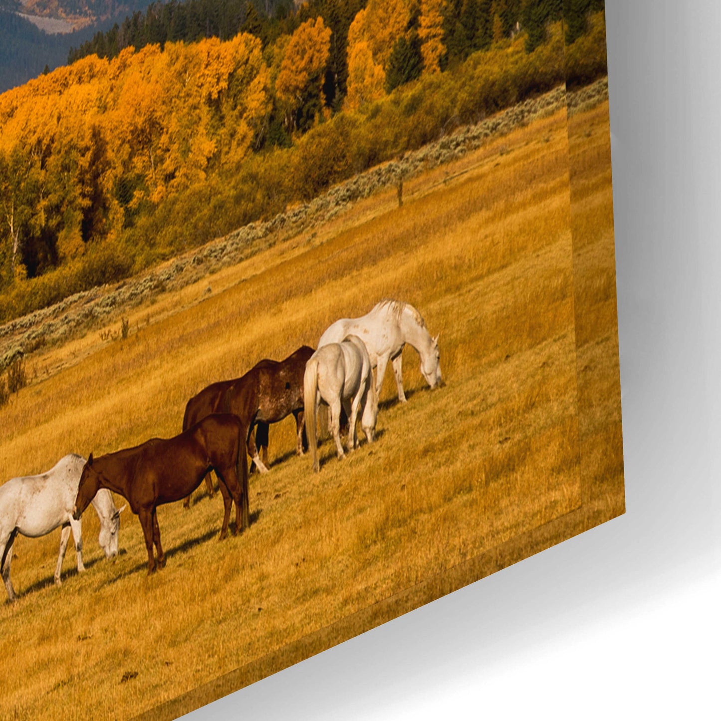 Epic Art 'Teton Horse Ranch - Grand Teton National Park' by Darren White, Acrylic Glass Wall Art,24x16