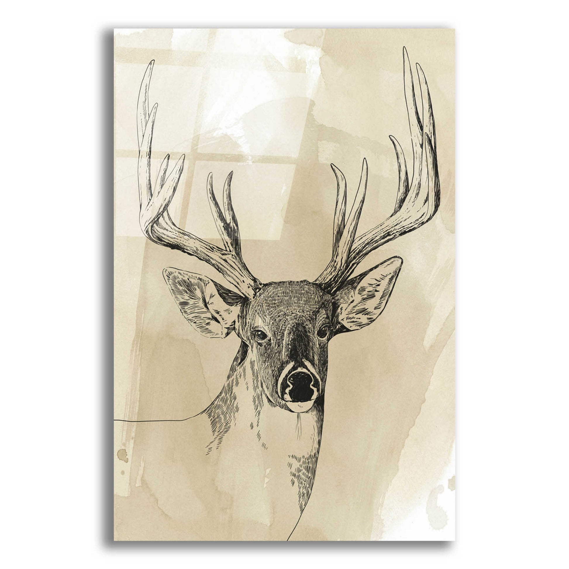 Epic Art 'Burnished Buck I' by Grace Popp, Acrylic Glass Wall Art,12x16