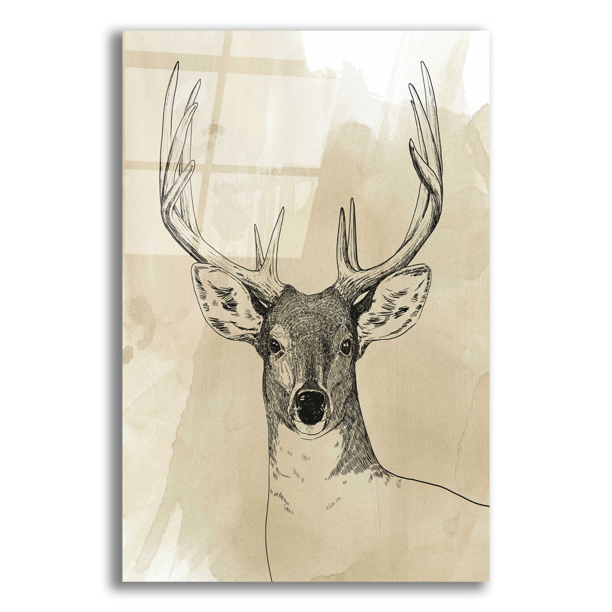 Epic Art 'Burnished Buck II' by Grace Popp, Acrylic Glass Wall Art,12x16