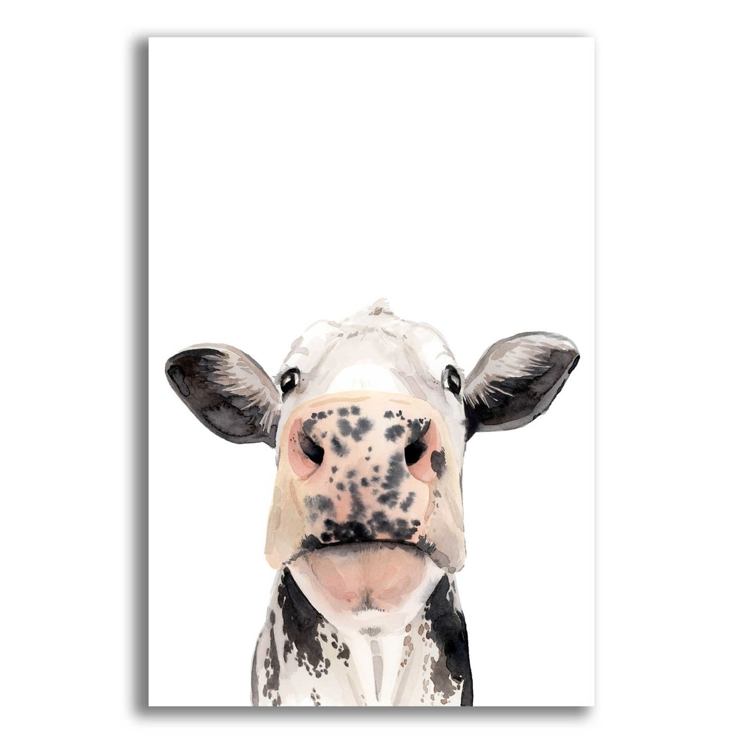 Epic Art 'Watercolor Cow Portrait II' by Grace Popp, Acrylic Glass Wall Art,12x16