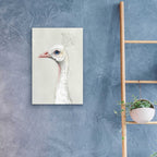 Epic Art 'Alpine Peacock II' by Grace Popp, Acrylic Glass Wall Art,16x24