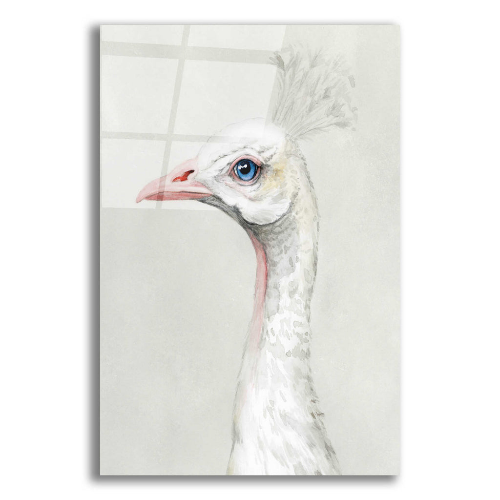 Epic Art 'Alpine Peacock II' by Grace Popp, Acrylic Glass Wall Art