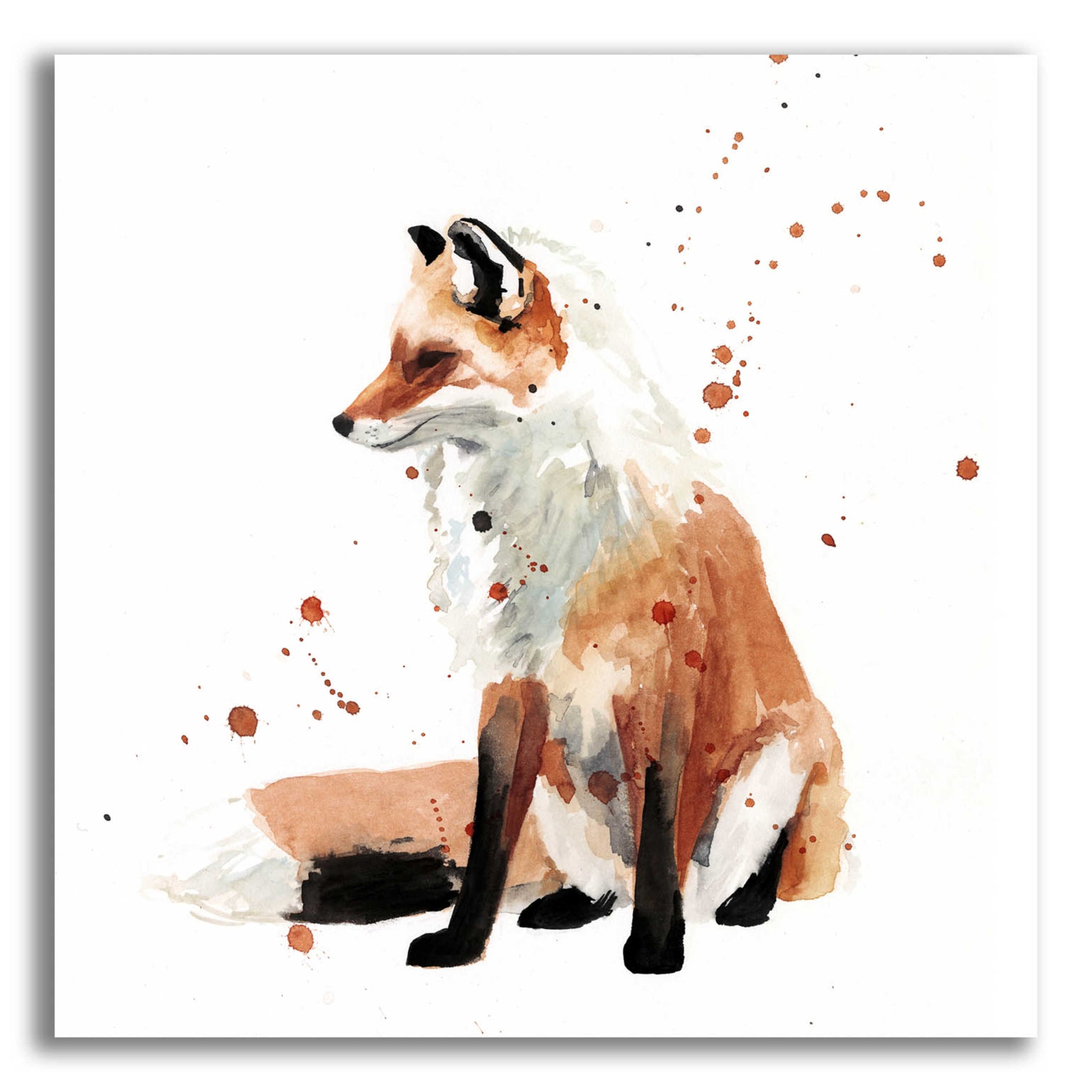 Epic Art 'Watercolor Fox I' by Victoria Barnes, Acrylic Glass Wall Art,12x12