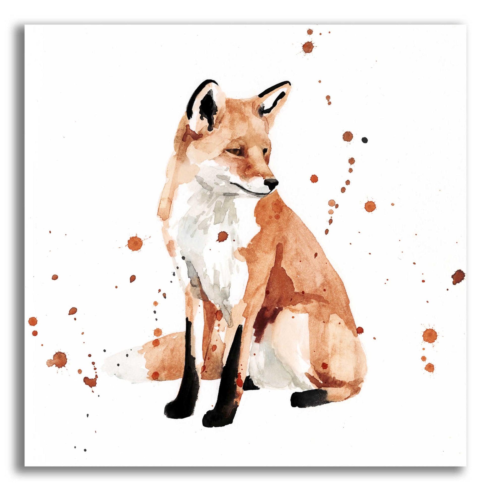 Epic Art 'Watercolor Fox II' by Victoria Barnes, Acrylic Glass Wall Art,12x12