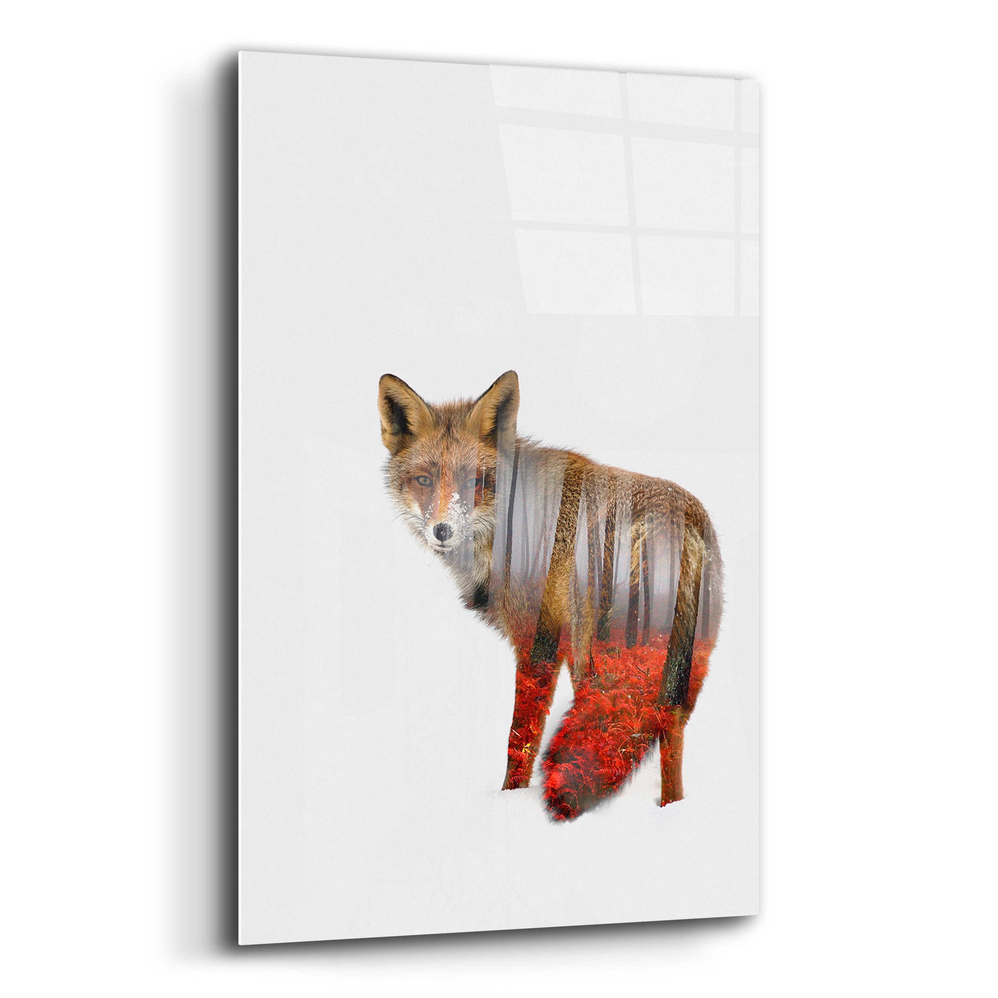 Epic Art 'Red fox' by Clean Nature, Acrylic Glass Wall Art,12x16