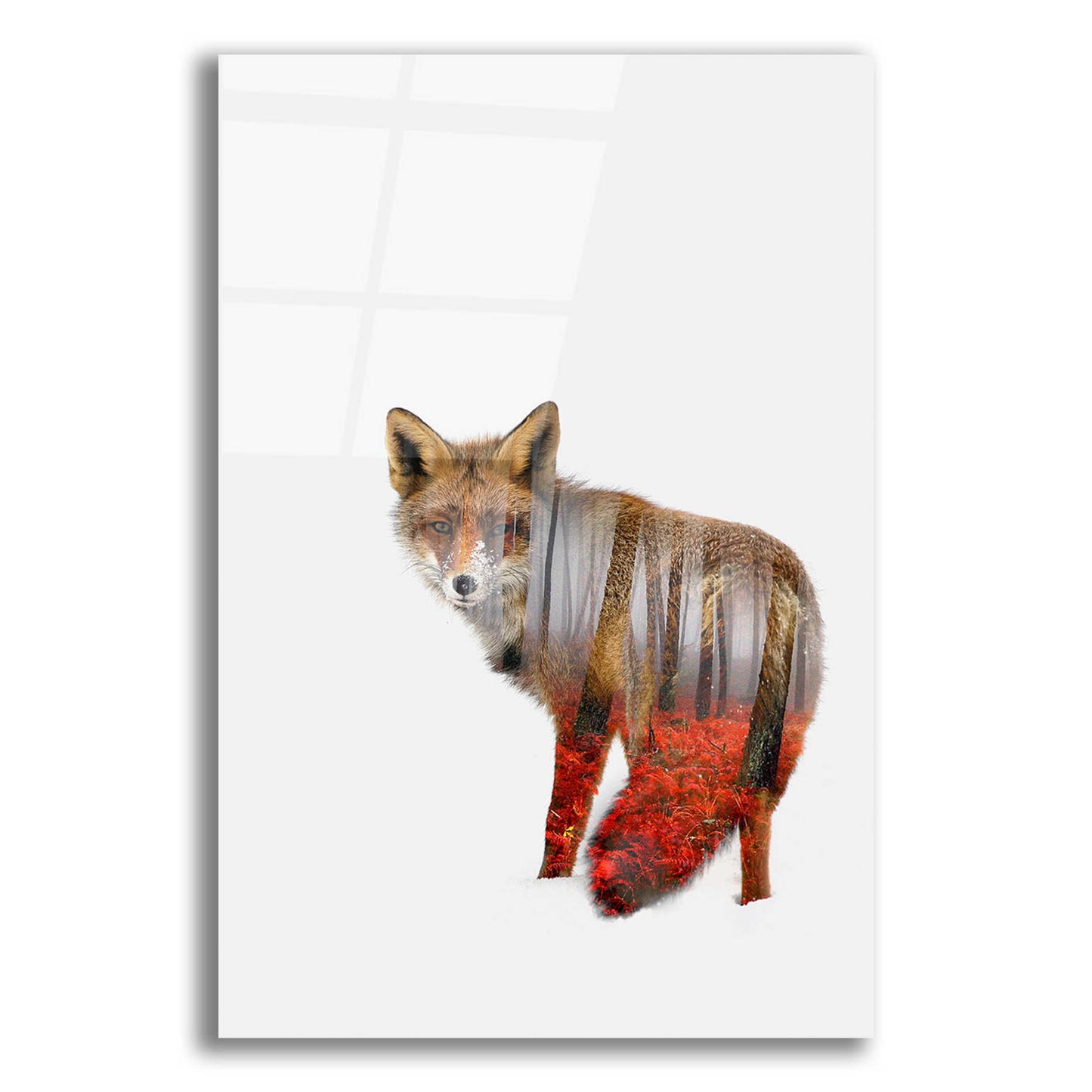 Epic Art 'Red fox' by Clean Nature, Acrylic Glass Wall Art