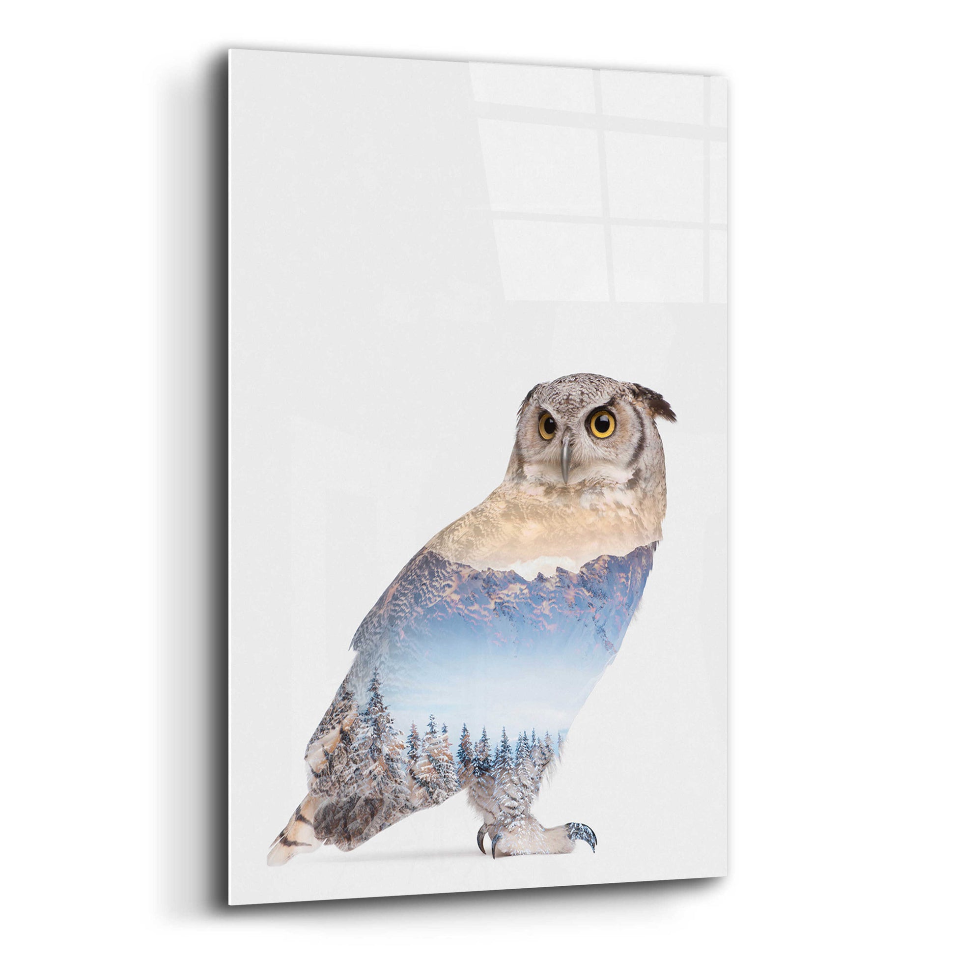 Epic Art 'Snow Owl I' by Clean Nature, Acrylic Glass Wall Art,12x16