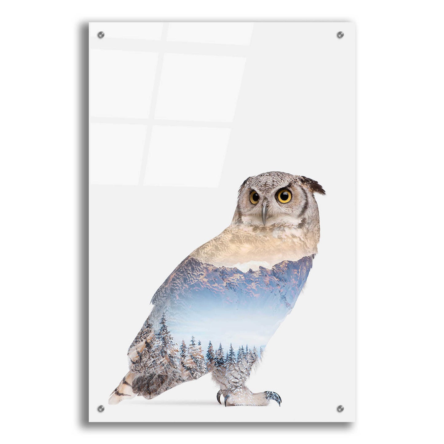 Epic Art 'Snow Owl I' by Clean Nature, Acrylic Glass Wall Art,24x36