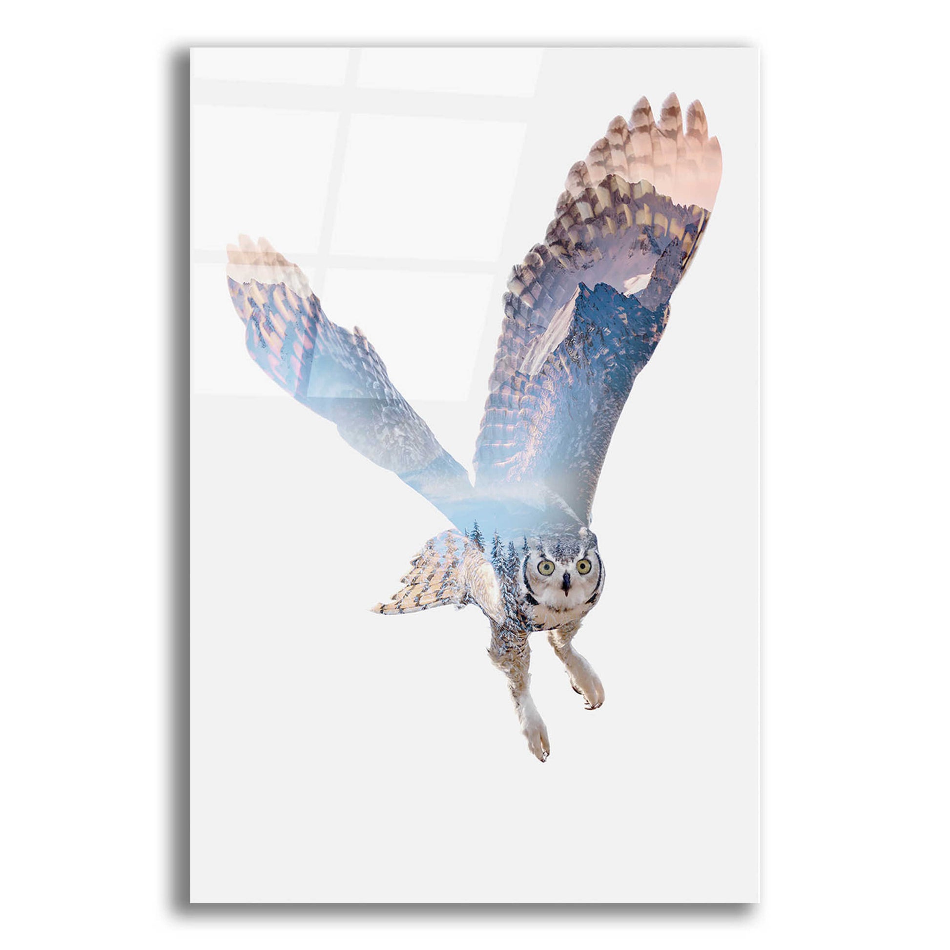 Epic Art 'Snow Owl II' by Clean Nature, Acrylic Glass Wall Art,12x16