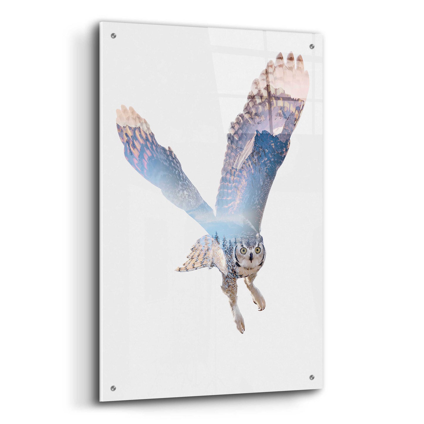 Epic Art 'Snow Owl II' by Clean Nature, Acrylic Glass Wall Art,24x36