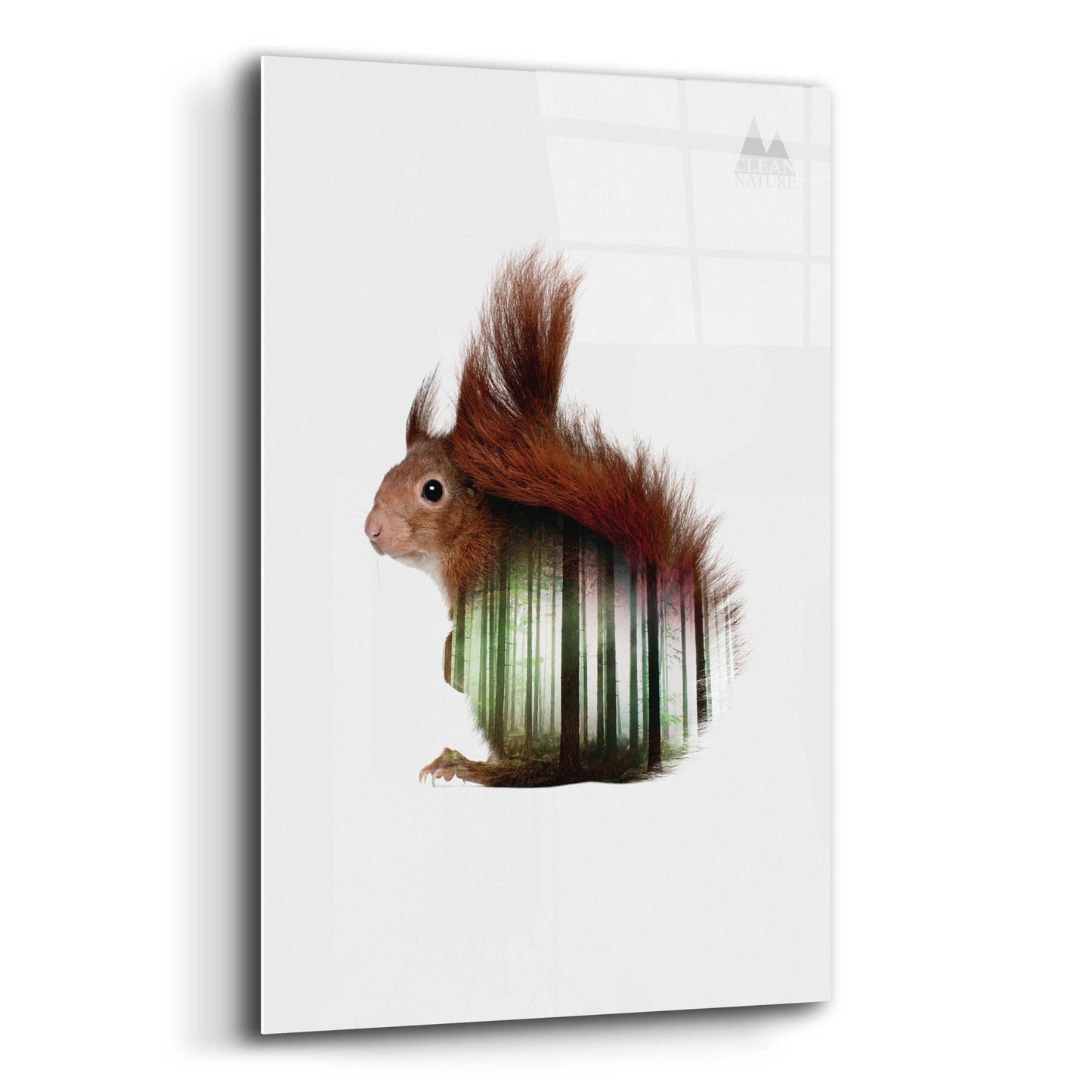 Epic Art 'Squirrel' by Clean Nature, Acrylic Glass Wall Art,12x16