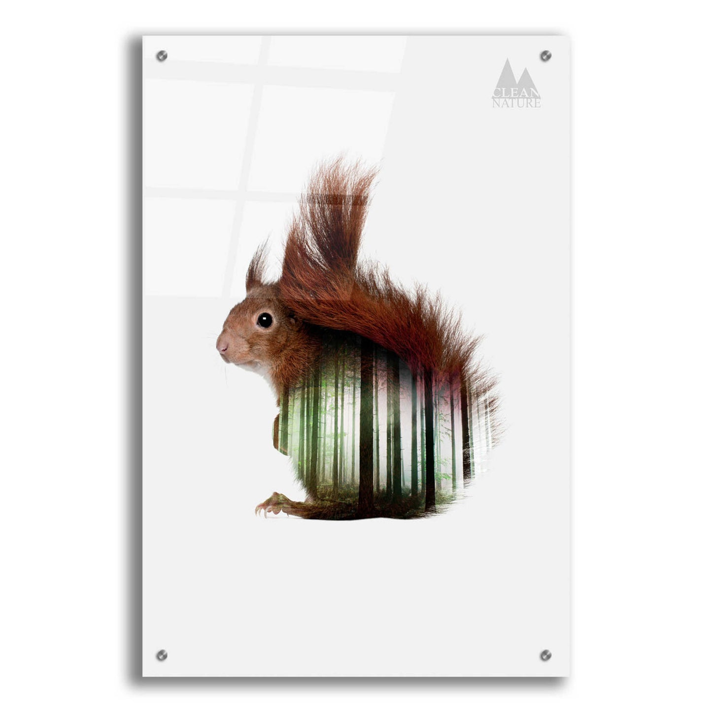 Epic Art 'Squirrel' by Clean Nature, Acrylic Glass Wall Art,24x36