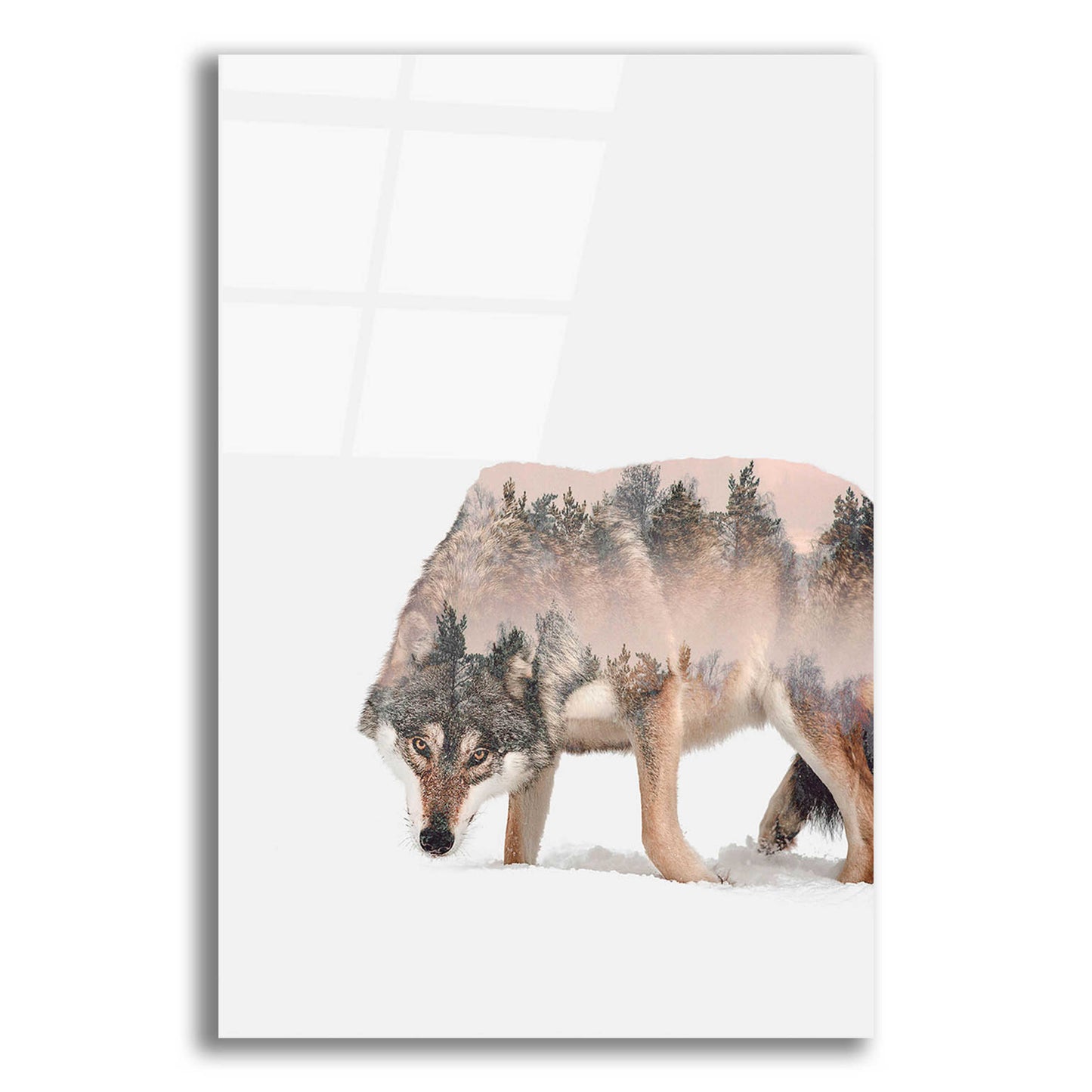 Epic Art 'Wulf' by Clean Nature, Acrylic Glass Wall Art,16x24