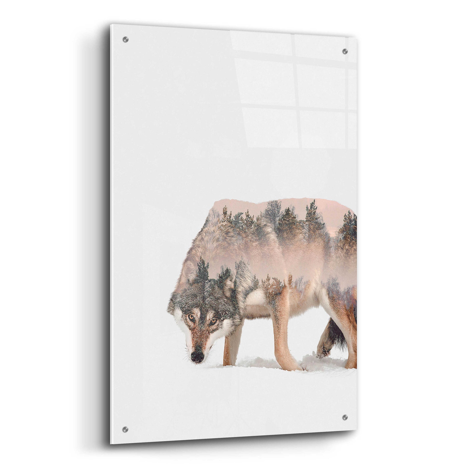 Epic Art 'Wulf' by Clean Nature, Acrylic Glass Wall Art,24x36