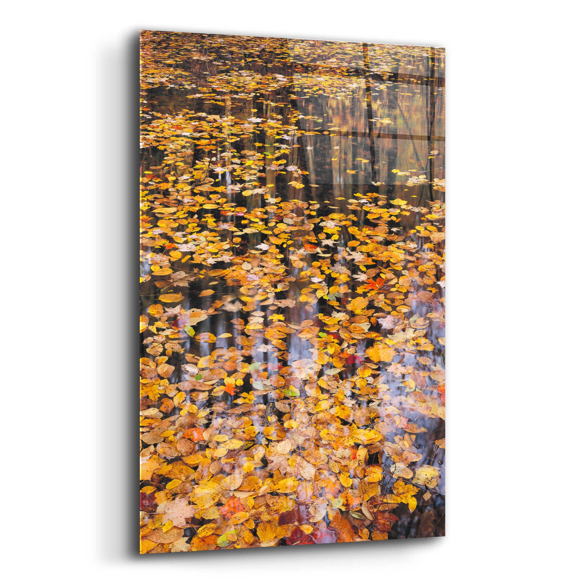 Epic Art 'Autumn Detail' by John Gavrilis, Acrylic Glass Wall Art,12x16