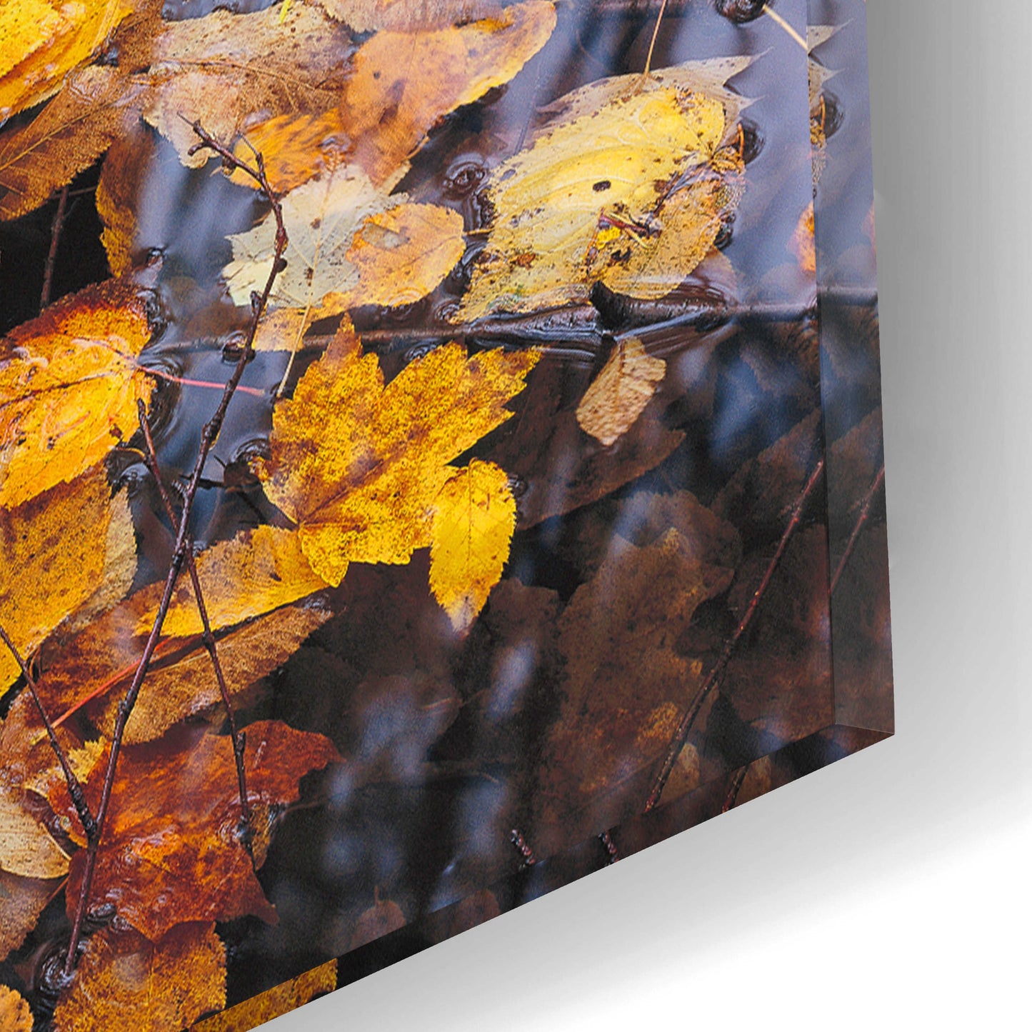 Epic Art 'Autumn Detail' by John Gavrilis, Acrylic Glass Wall Art,12x16