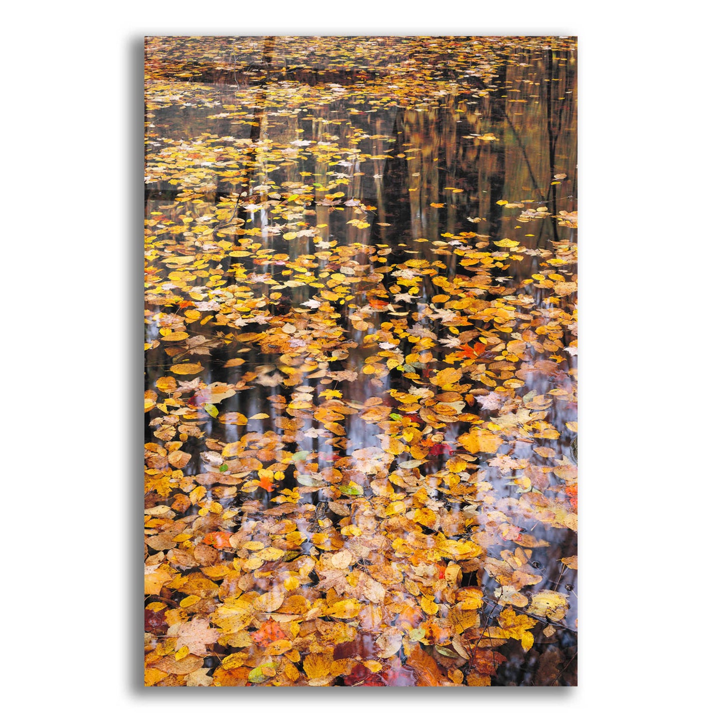 Epic Art 'Autumn Detail' by John Gavrilis, Acrylic Glass Wall Art,12x16