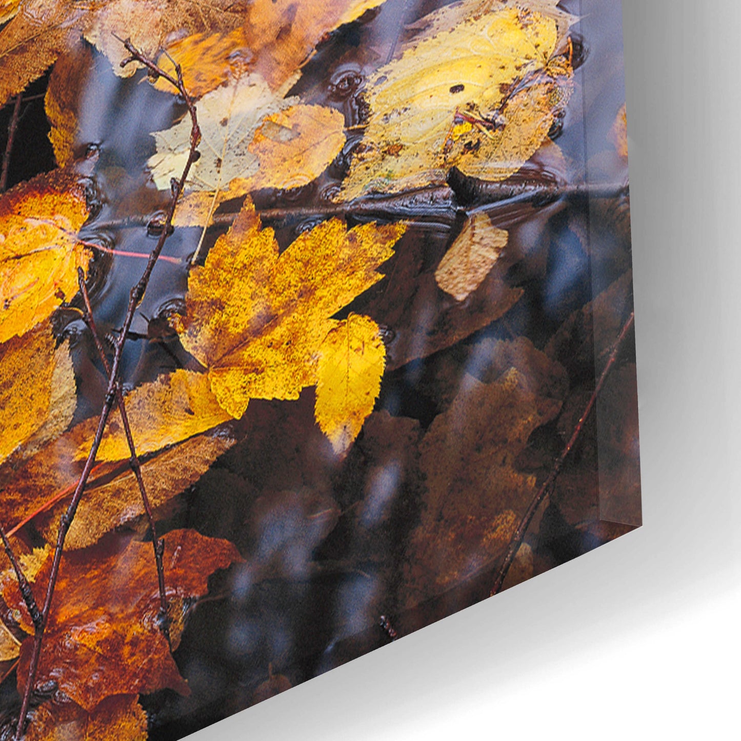 Epic Art 'Autumn Detail' by John Gavrilis, Acrylic Glass Wall Art,16x24