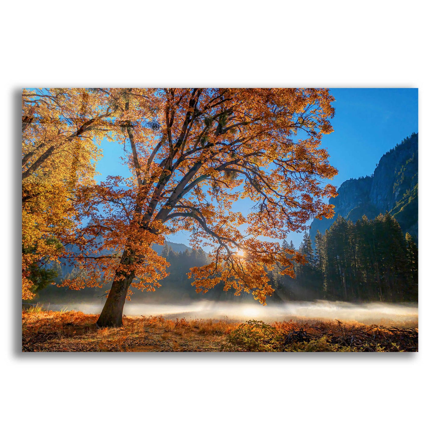 Epic Art 'Autumn Oak Sunrise & Fog' by John Gavrilis, Acrylic Glass Wall Art,16x12