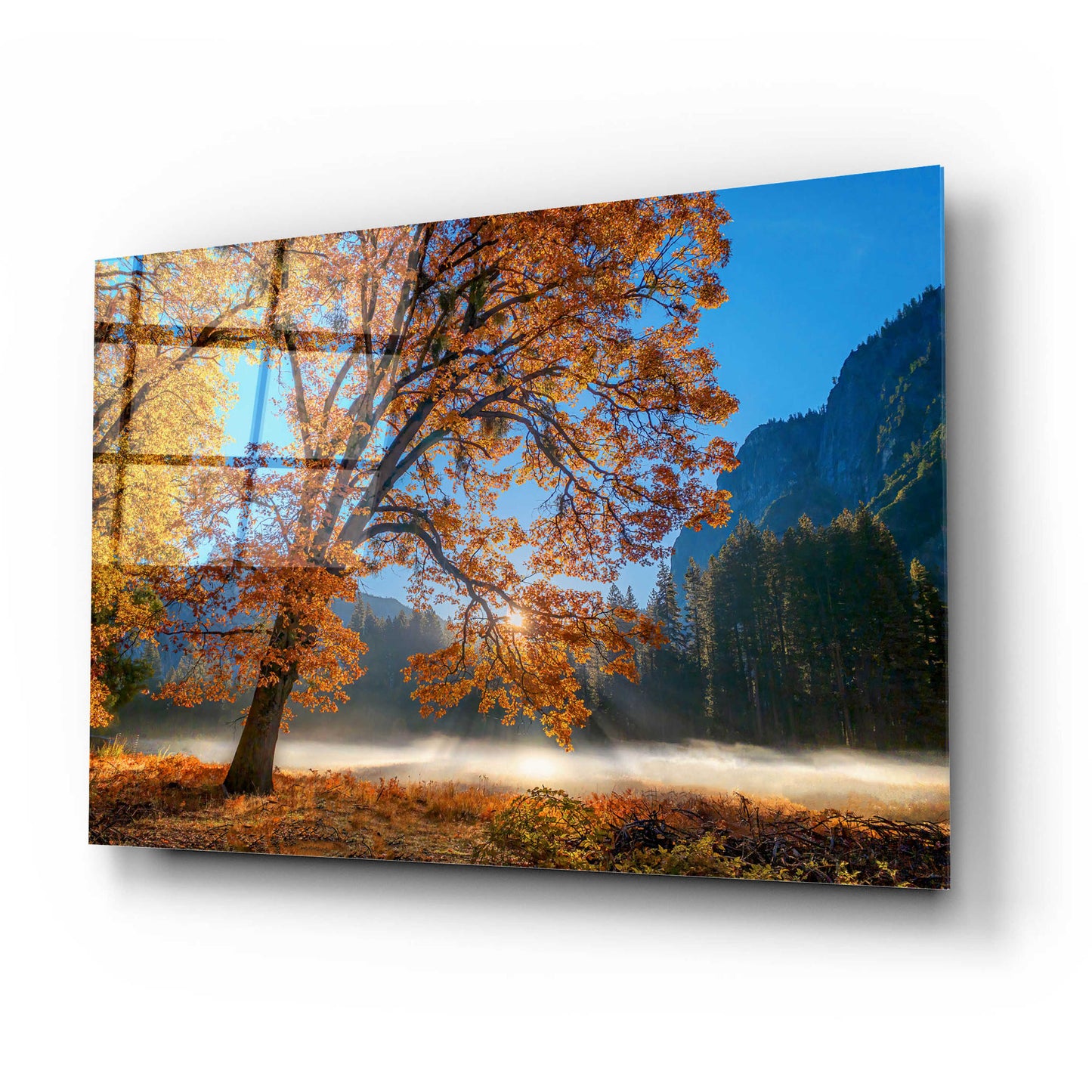 Epic Art 'Autumn Oak Sunrise & Fog' by John Gavrilis, Acrylic Glass Wall Art,24x16