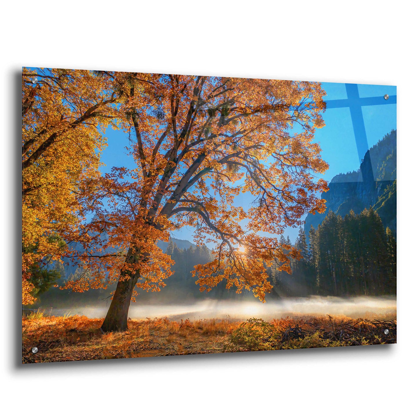 Epic Art 'Autumn Oak Sunrise & Fog' by John Gavrilis, Acrylic Glass Wall Art,36x24