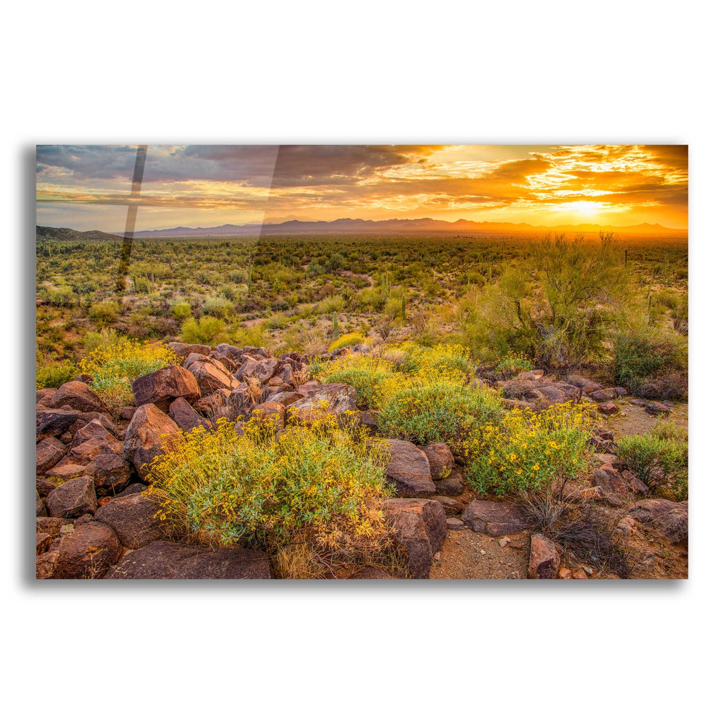 Epic Art 'Brittlebush Sunset' by John Gavrilis, Acrylic Glass Wall Art,16x12