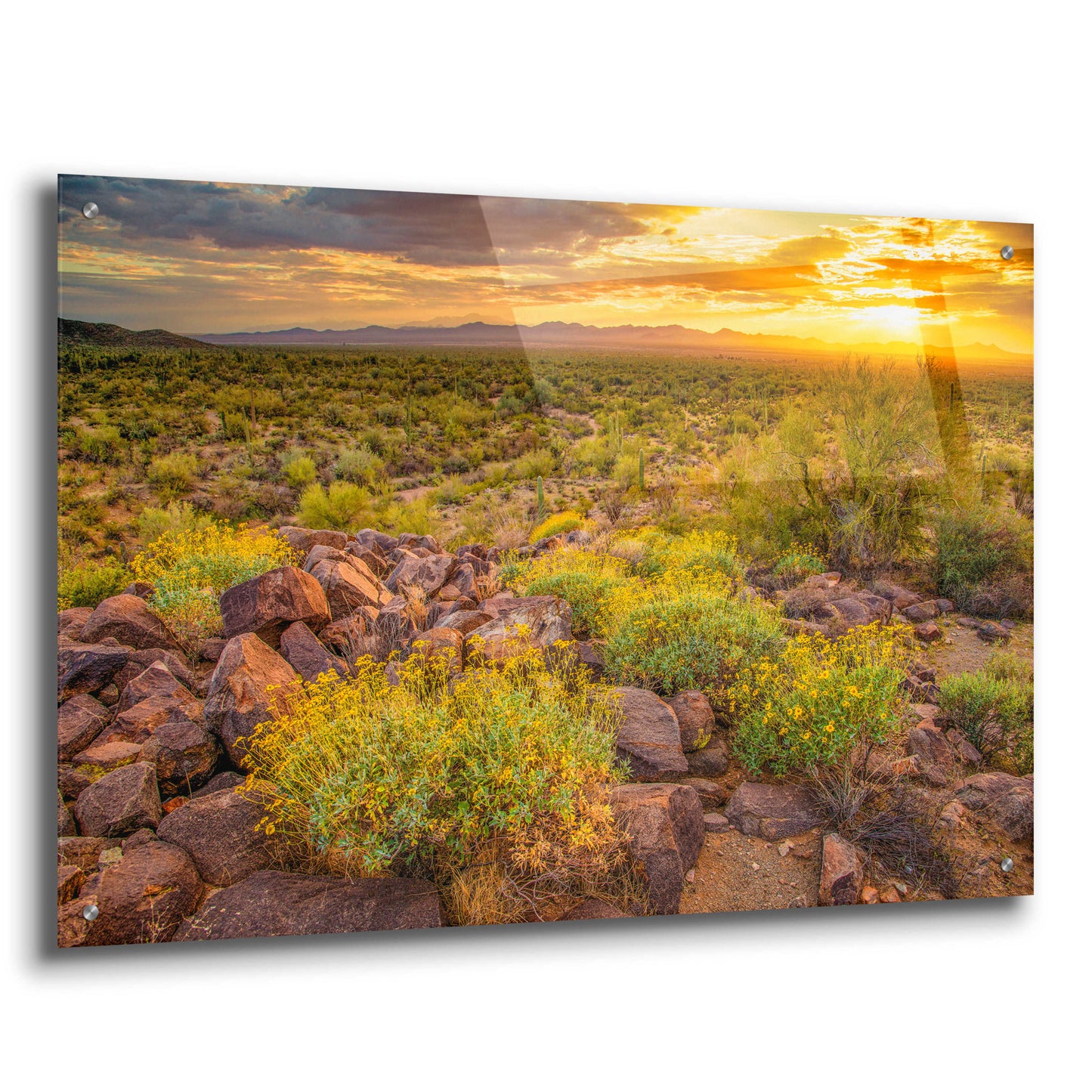 Epic Art 'Brittlebush Sunset' by John Gavrilis, Acrylic Glass Wall Art,36x24