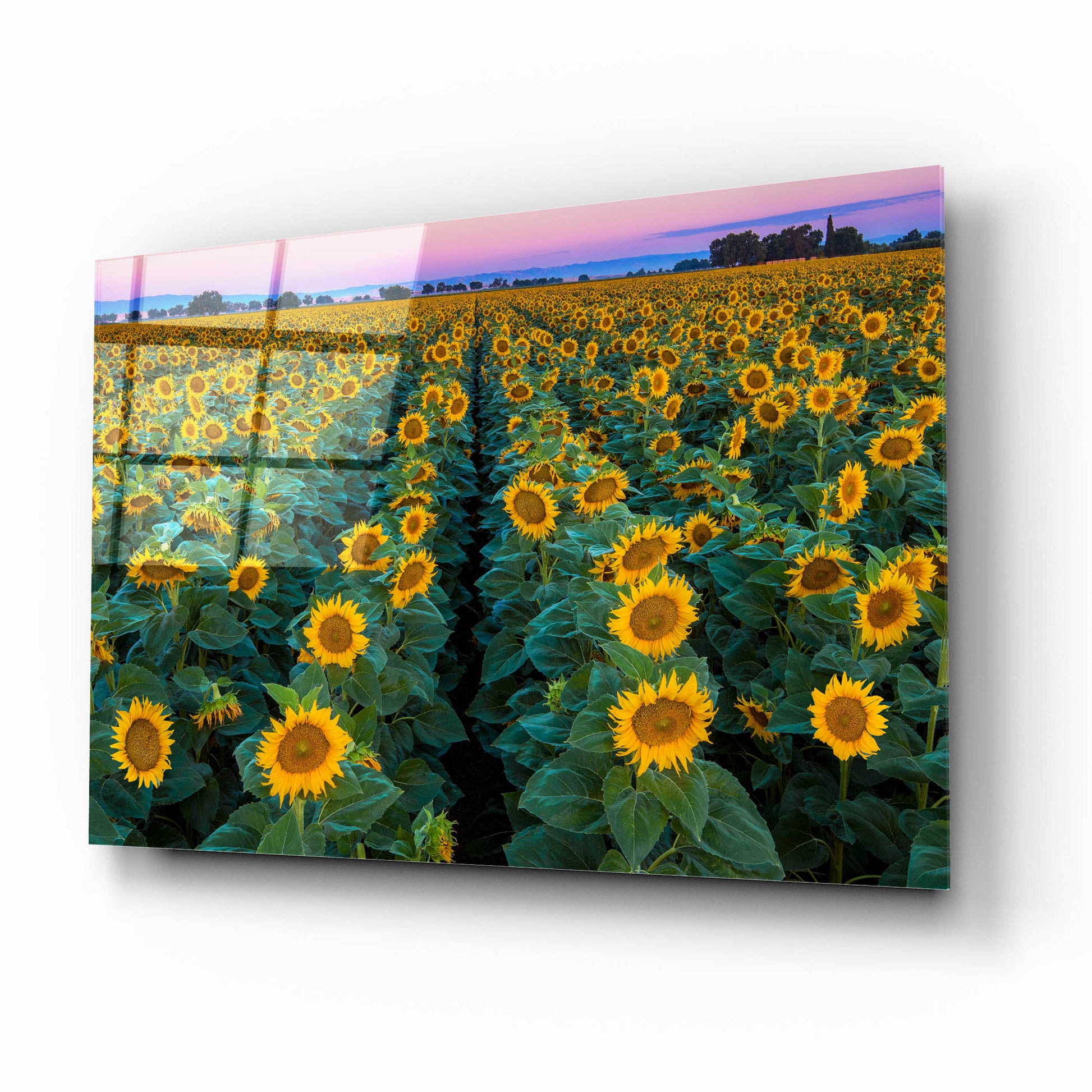 Epic Art 'Dawn Sunflowers' by John Gavrilis, Acrylic Glass Wall Art,16x12