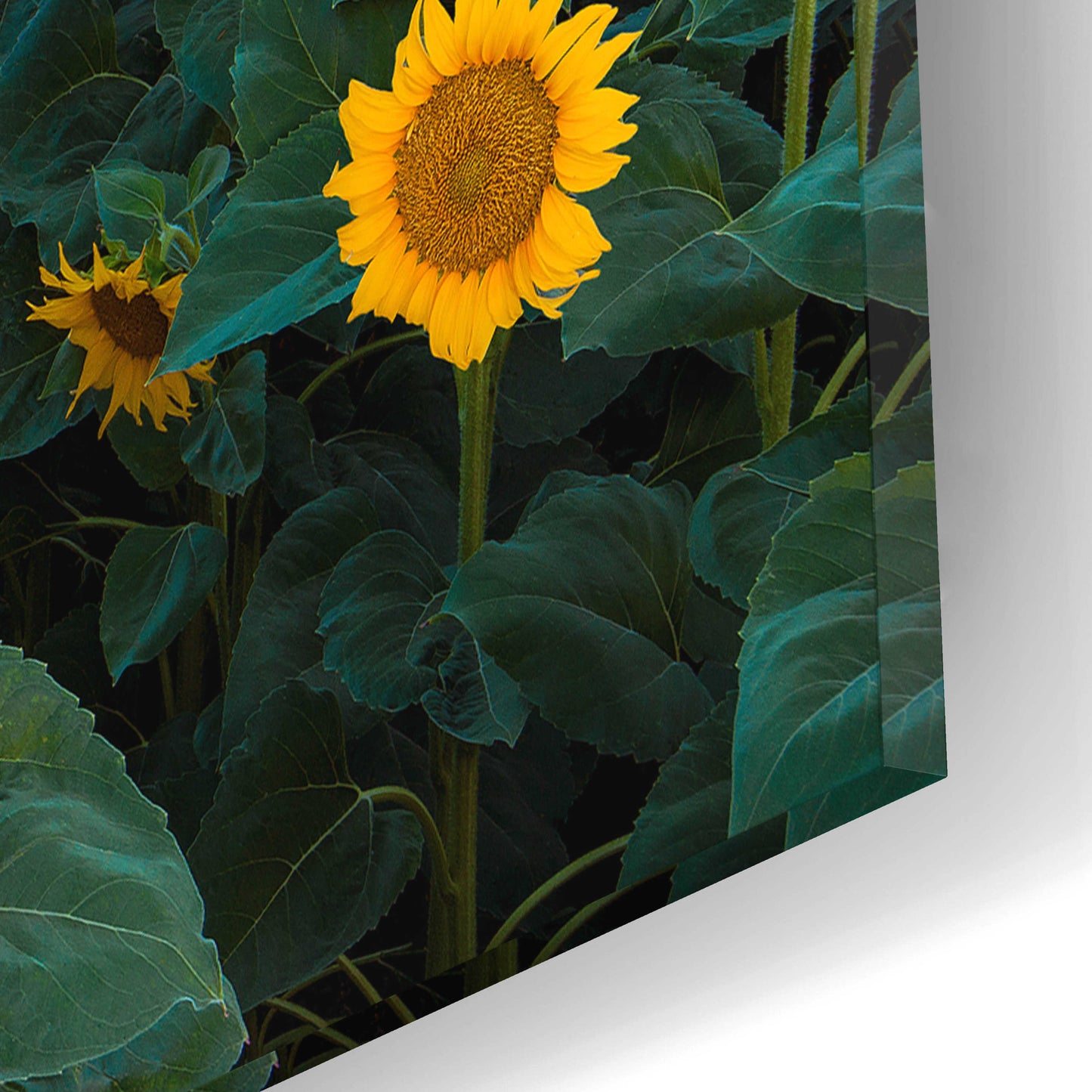 Epic Art 'Dawn Sunflowers' by John Gavrilis, Acrylic Glass Wall Art,16x12