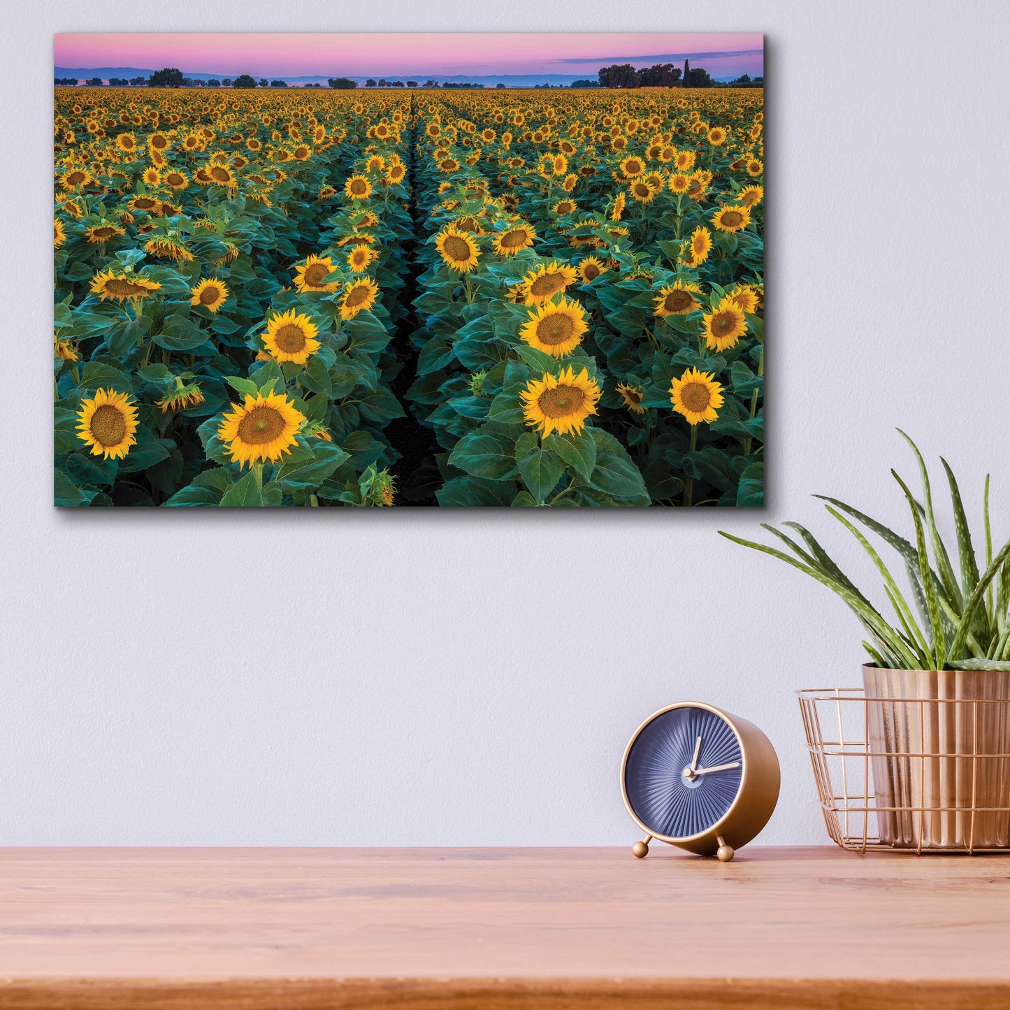 Epic Art 'Dawn Sunflowers' by John Gavrilis, Acrylic Glass Wall Art,16x12