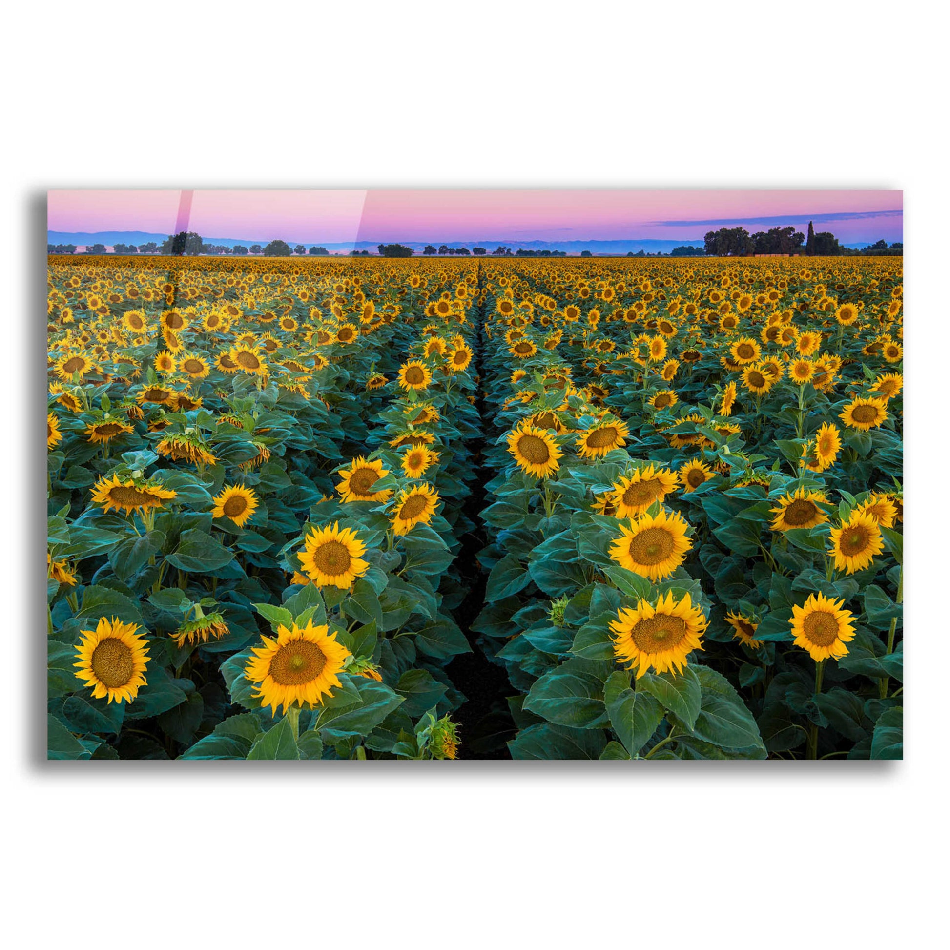 Epic Art 'Dawn Sunflowers' by John Gavrilis, Acrylic Glass Wall Art,16x12