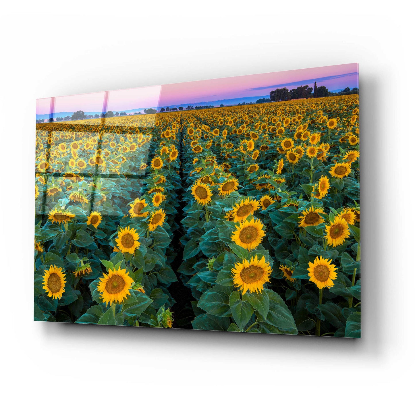 Epic Art 'Dawn Sunflowers' by John Gavrilis, Acrylic Glass Wall Art,24x16