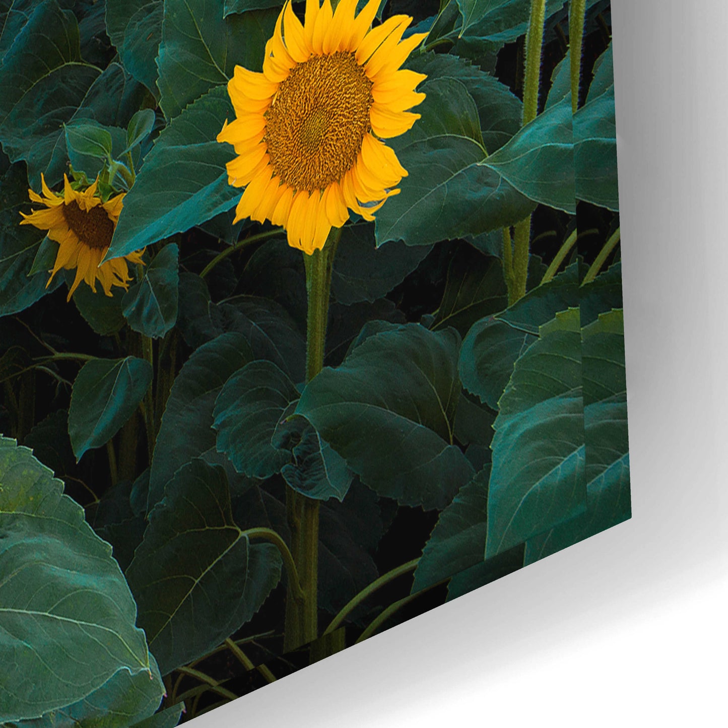 Epic Art 'Dawn Sunflowers' by John Gavrilis, Acrylic Glass Wall Art,24x16