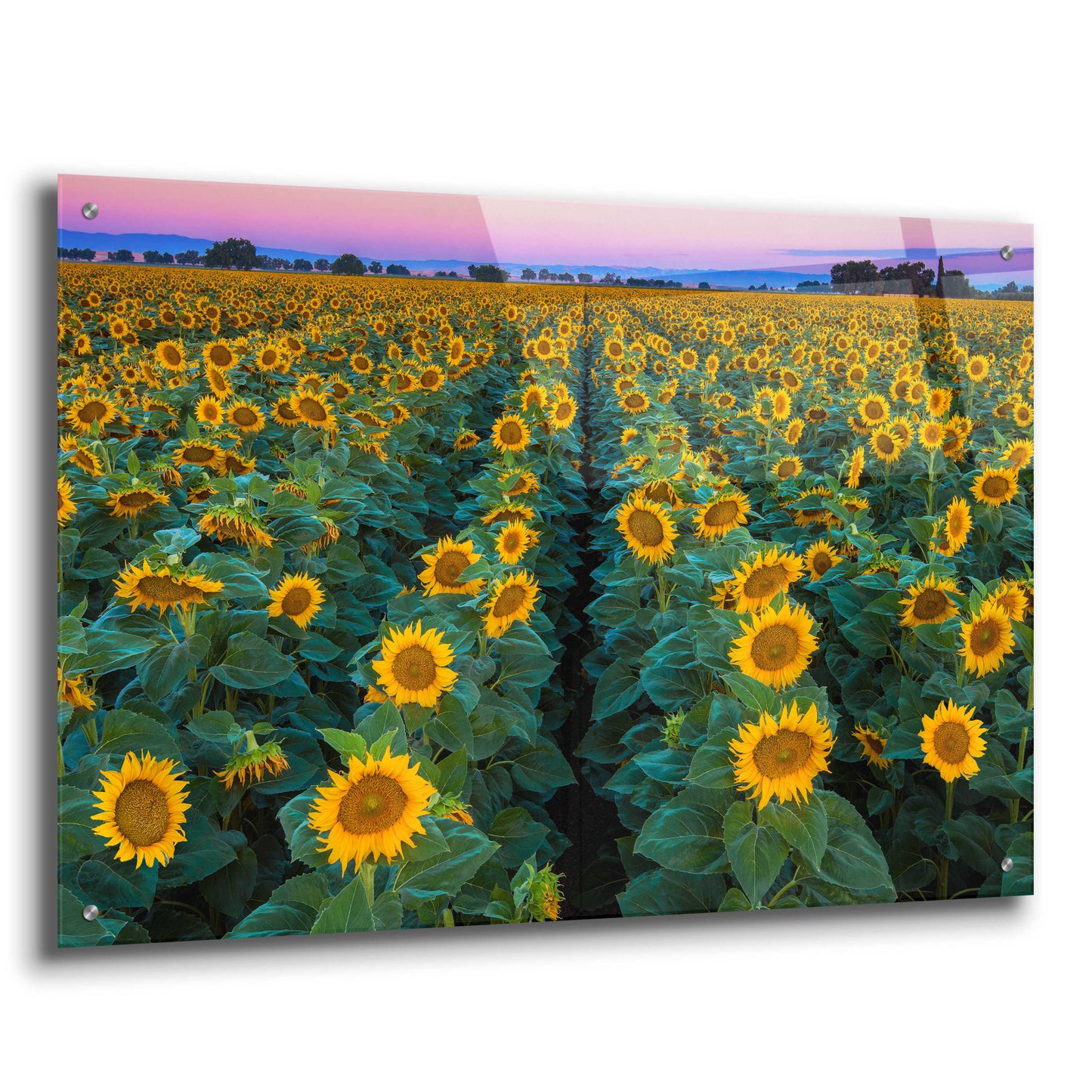 Epic Art 'Dawn Sunflowers' by John Gavrilis, Acrylic Glass Wall Art,36x24