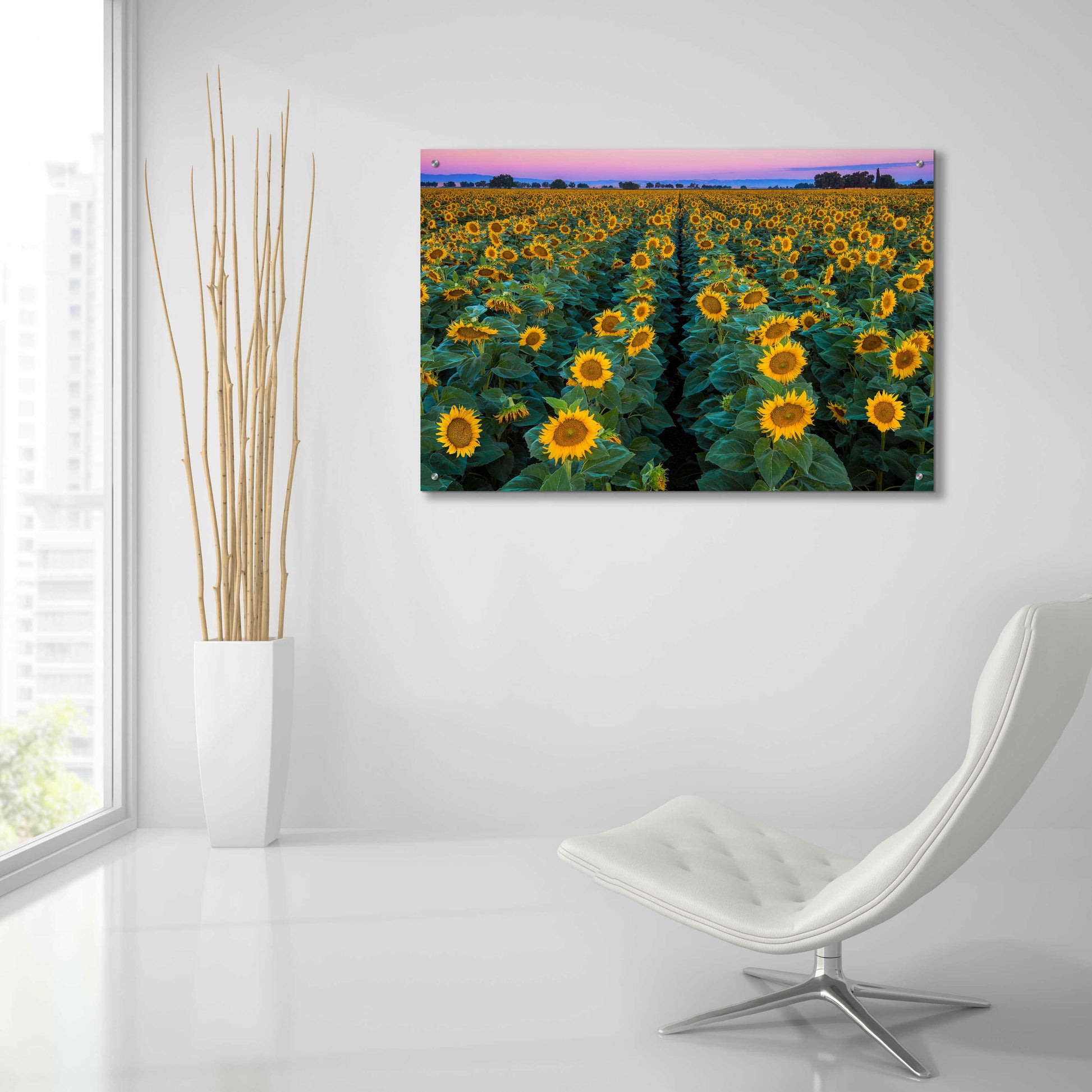 Epic Art 'Dawn Sunflowers' by John Gavrilis, Acrylic Glass Wall Art,36x24