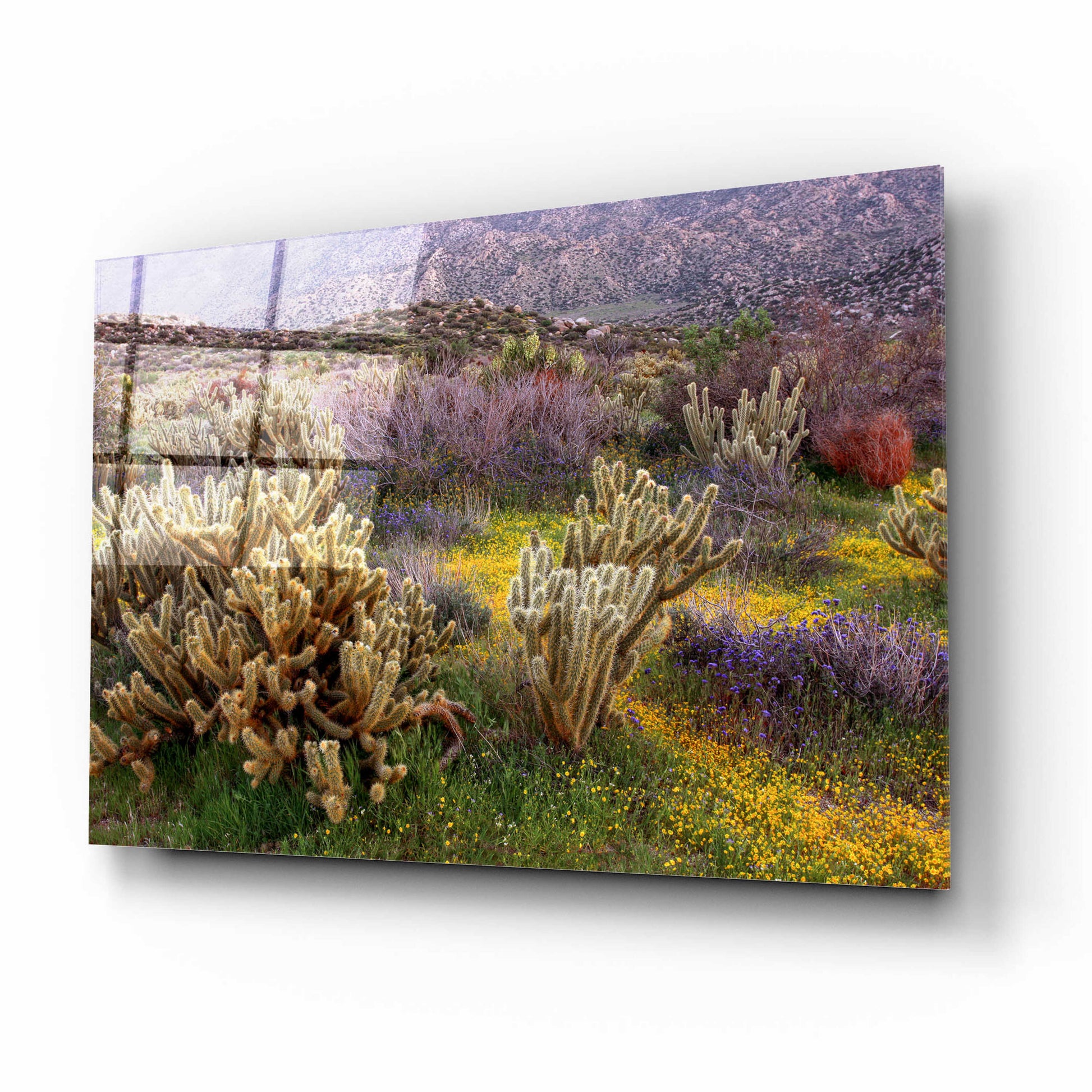 Epic Art 'Desert Cactus and Wildflowers' by John Gavrilis, Acrylic Glass Wall Art,16x12