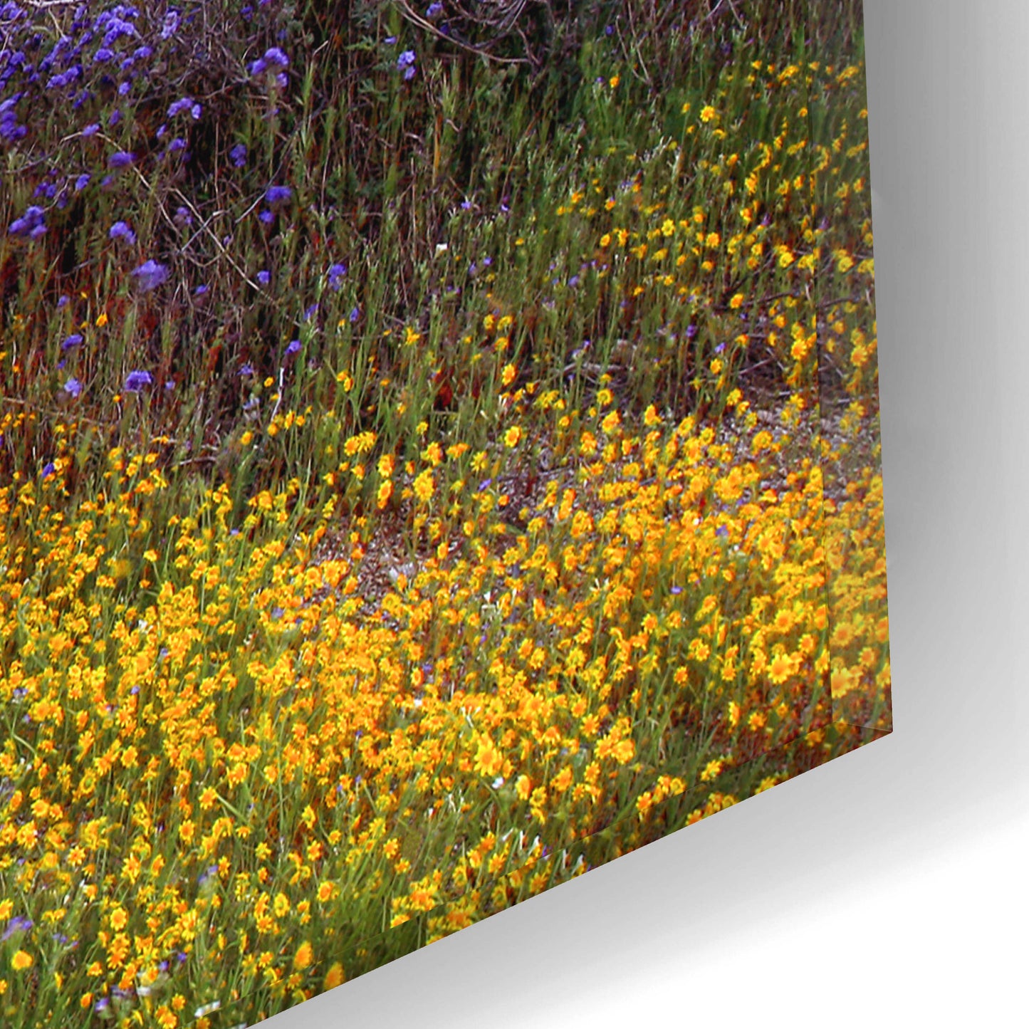 Epic Art 'Desert Cactus and Wildflowers' by John Gavrilis, Acrylic Glass Wall Art,16x12