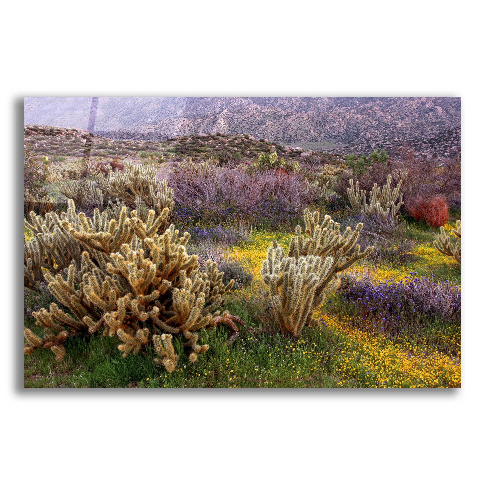 Epic Art 'Desert Cactus and Wildflowers' by John Gavrilis, Acrylic Glass Wall Art,16x12