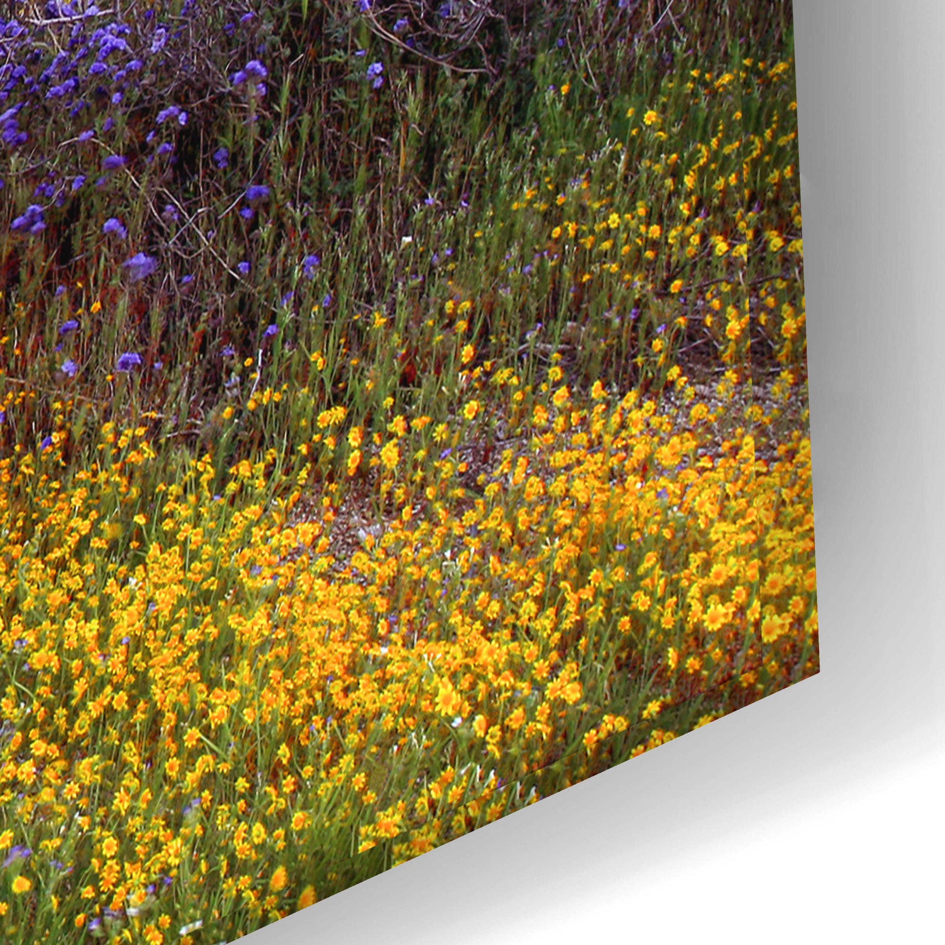 Epic Art 'Desert Cactus and Wildflowers' by John Gavrilis, Acrylic Glass Wall Art,24x16