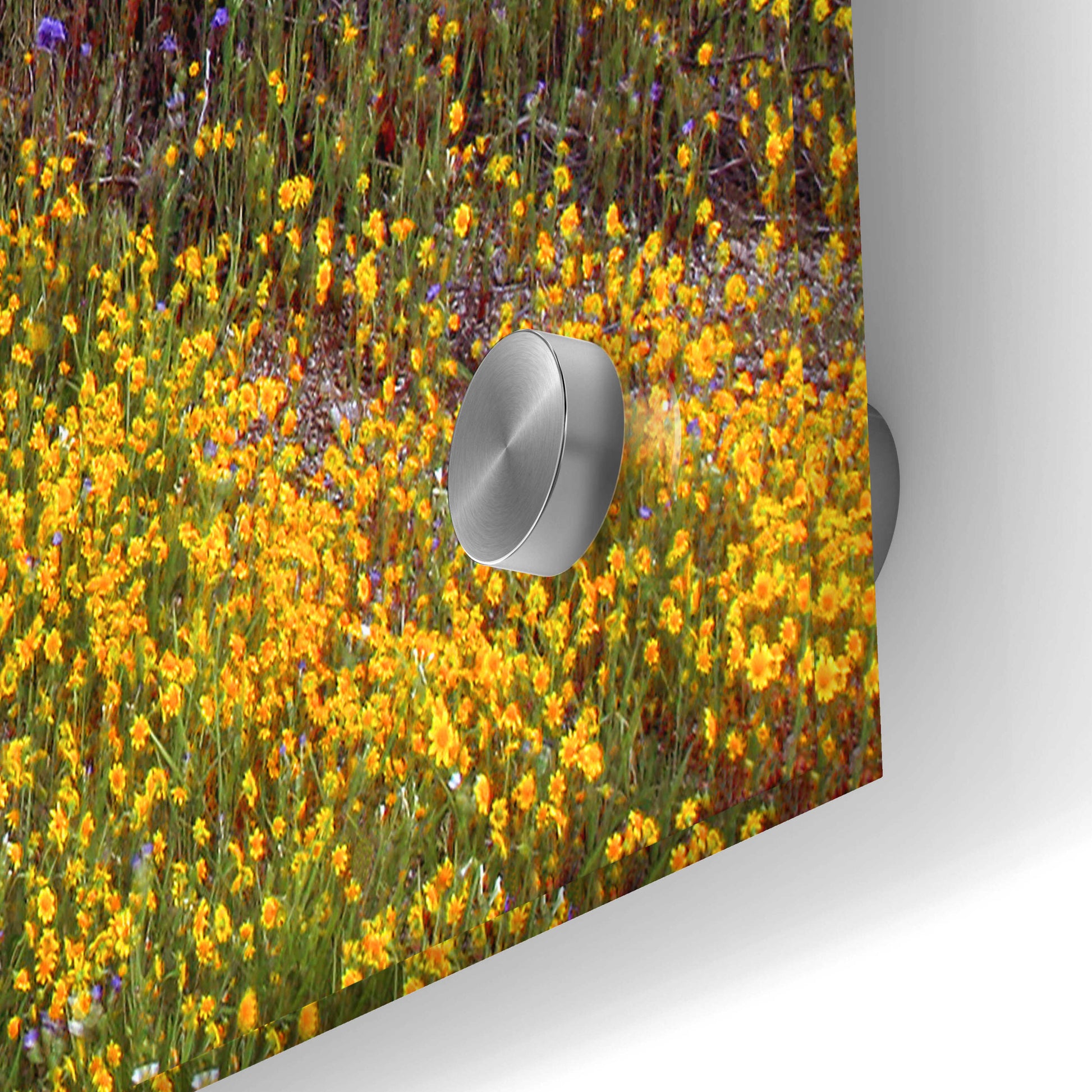 Epic Art 'Desert Cactus and Wildflowers' by John Gavrilis, Acrylic Glass Wall Art,36x24