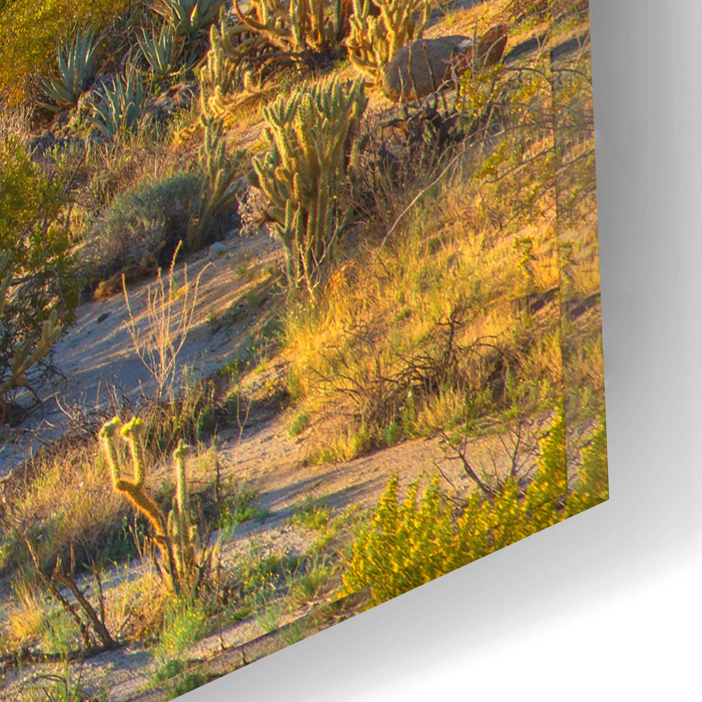 Epic Art 'Desert Ocotillo Landscape' by John Gavrilis, Acrylic Glass Wall Art,16x12