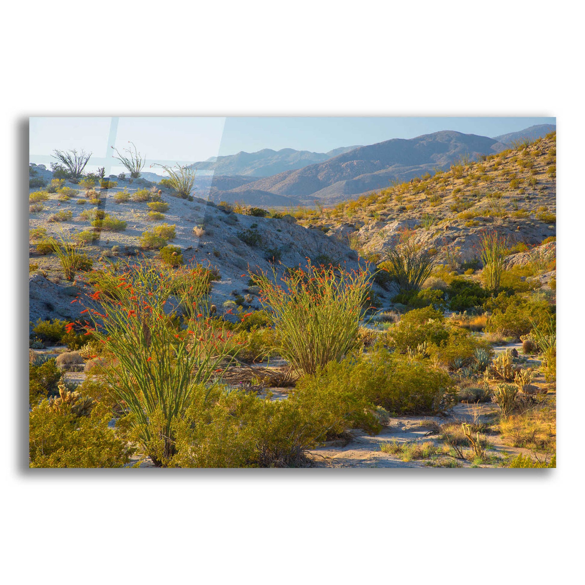 Epic Art 'Desert Ocotillo Landscape' by John Gavrilis, Acrylic Glass Wall Art,16x12