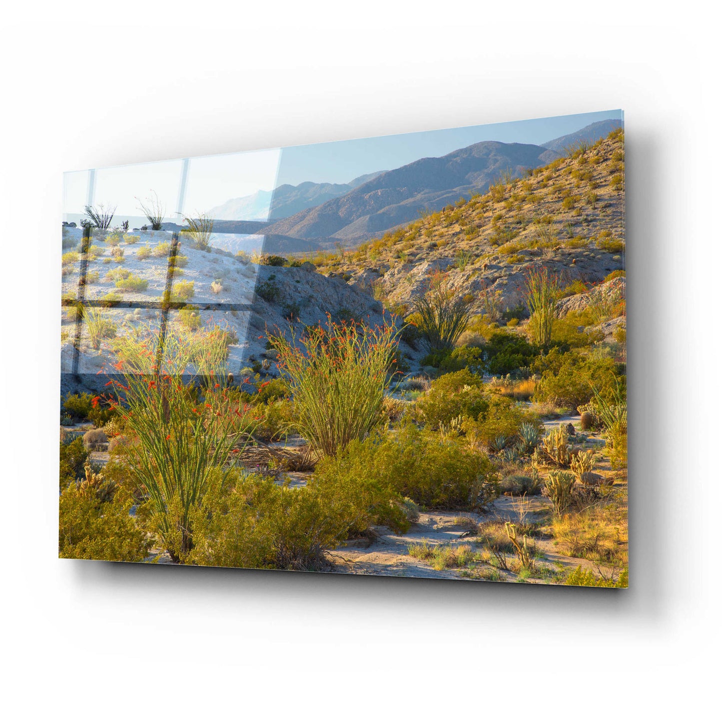 Epic Art 'Desert Ocotillo Landscape' by John Gavrilis, Acrylic Glass Wall Art,24x16