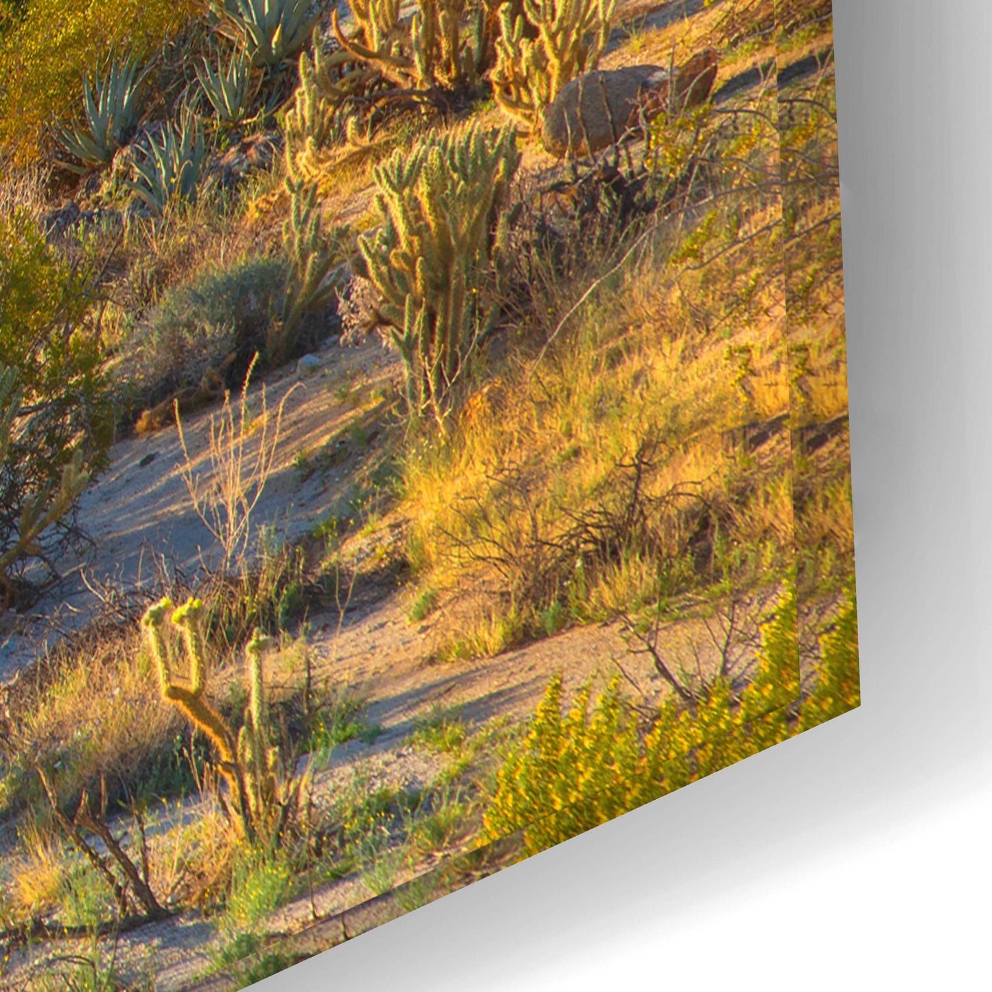 Epic Art 'Desert Ocotillo Landscape' by John Gavrilis, Acrylic Glass Wall Art,24x16