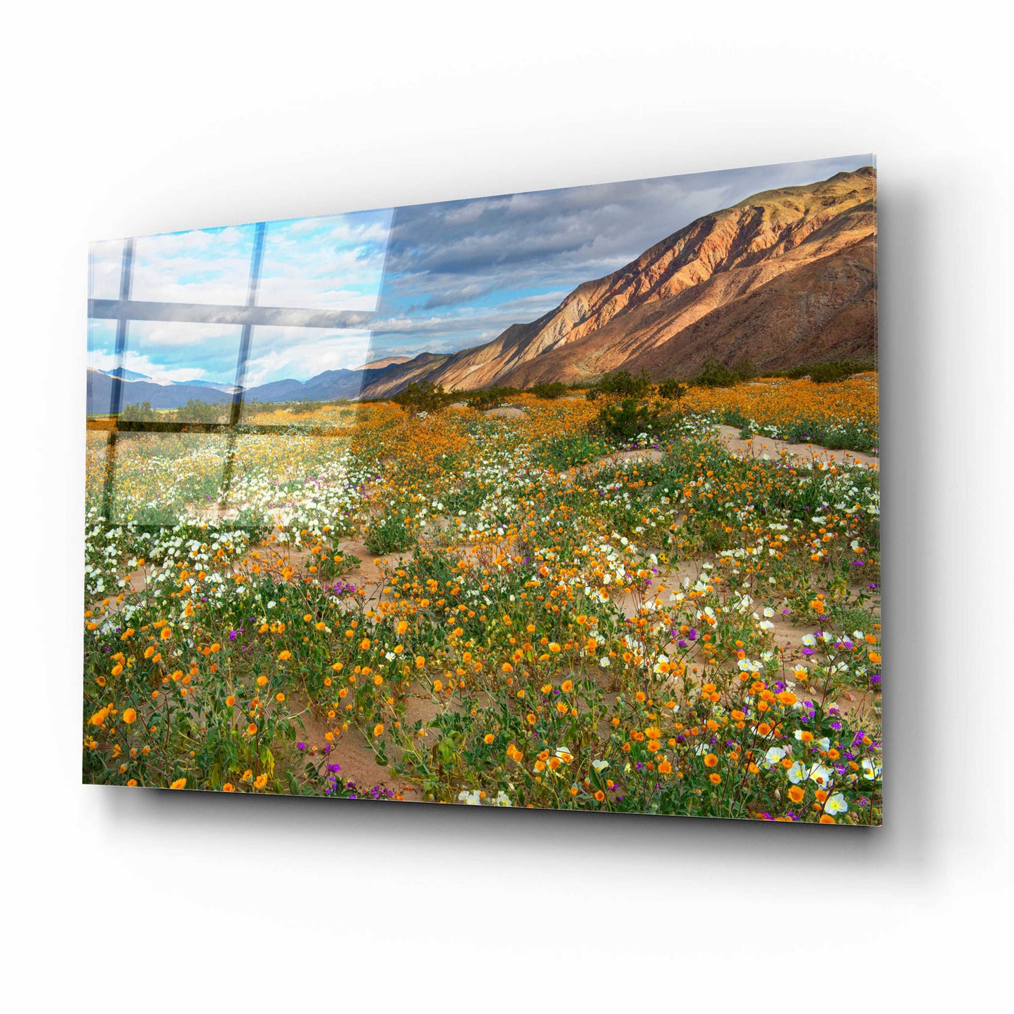 Epic Art 'Desert Wildflowers in Henderson Canyon' by John Gavrilis, Acrylic Glass Wall Art,16x12