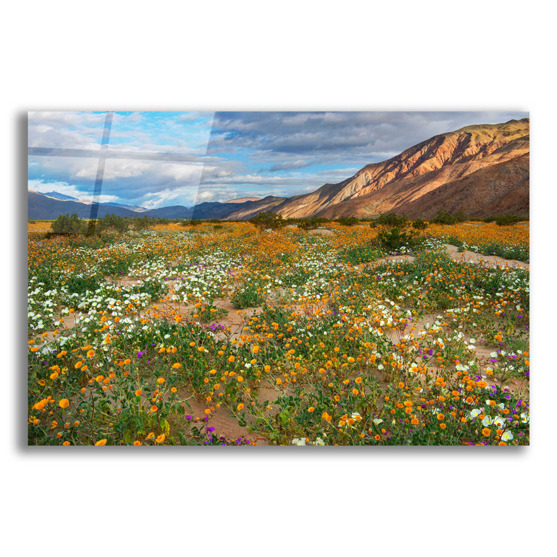 Epic Art 'Desert Wildflowers in Henderson Canyon' by John Gavrilis, Acrylic Glass Wall Art,16x12