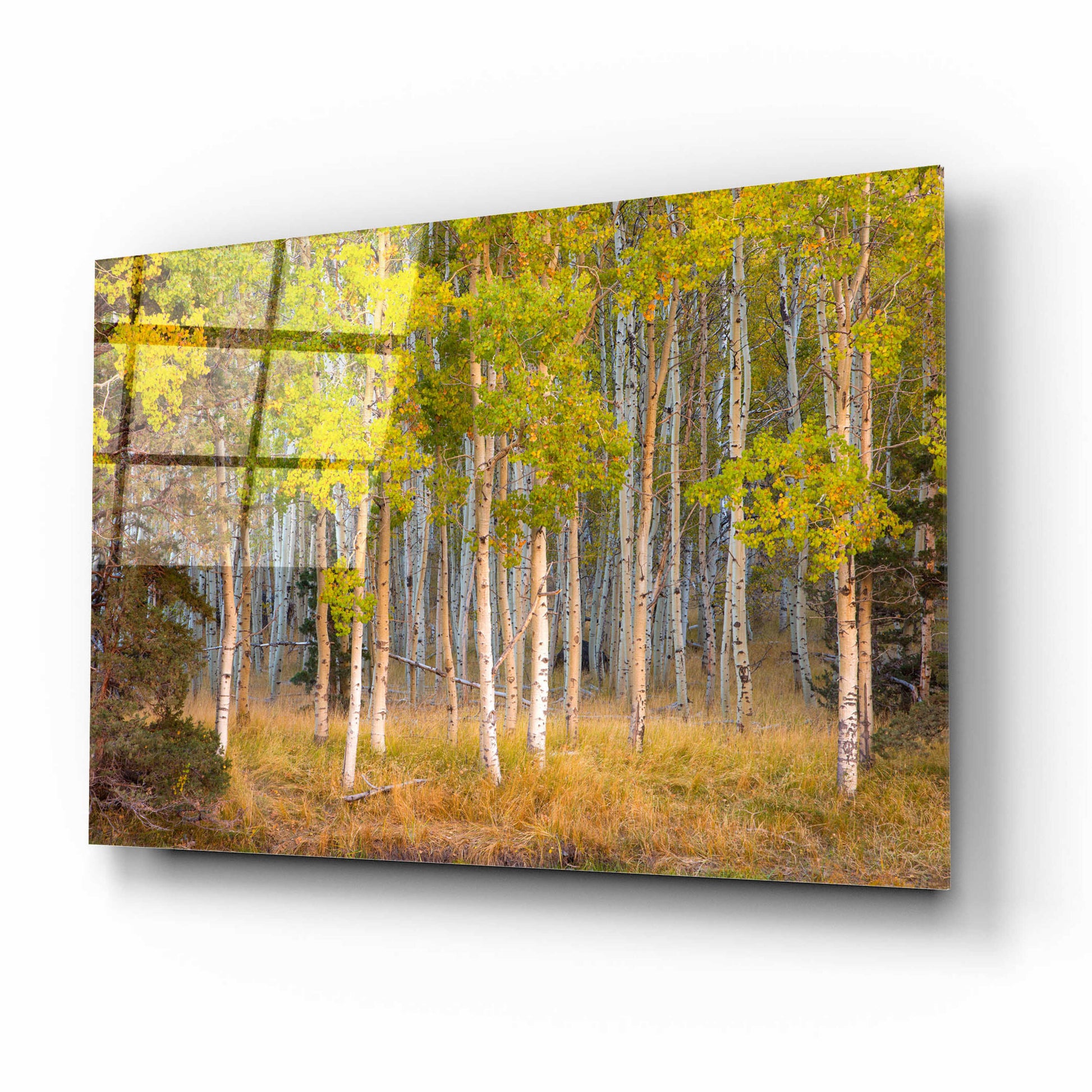 Epic Art 'June Lake Aspen' by John Gavrilis, Acrylic Glass Wall Art,16x12