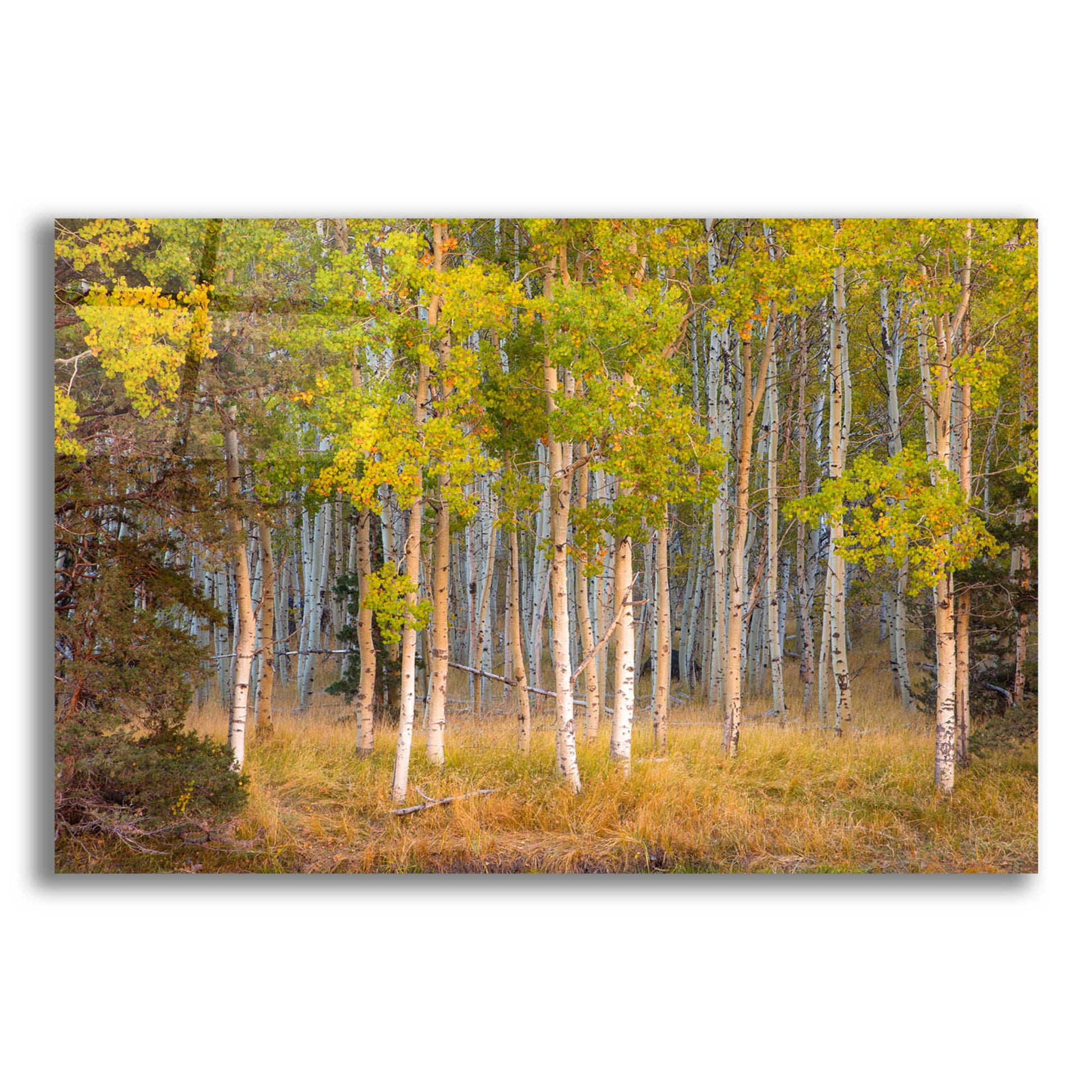 Epic Art 'June Lake Aspen' by John Gavrilis, Acrylic Glass Wall Art,16x12