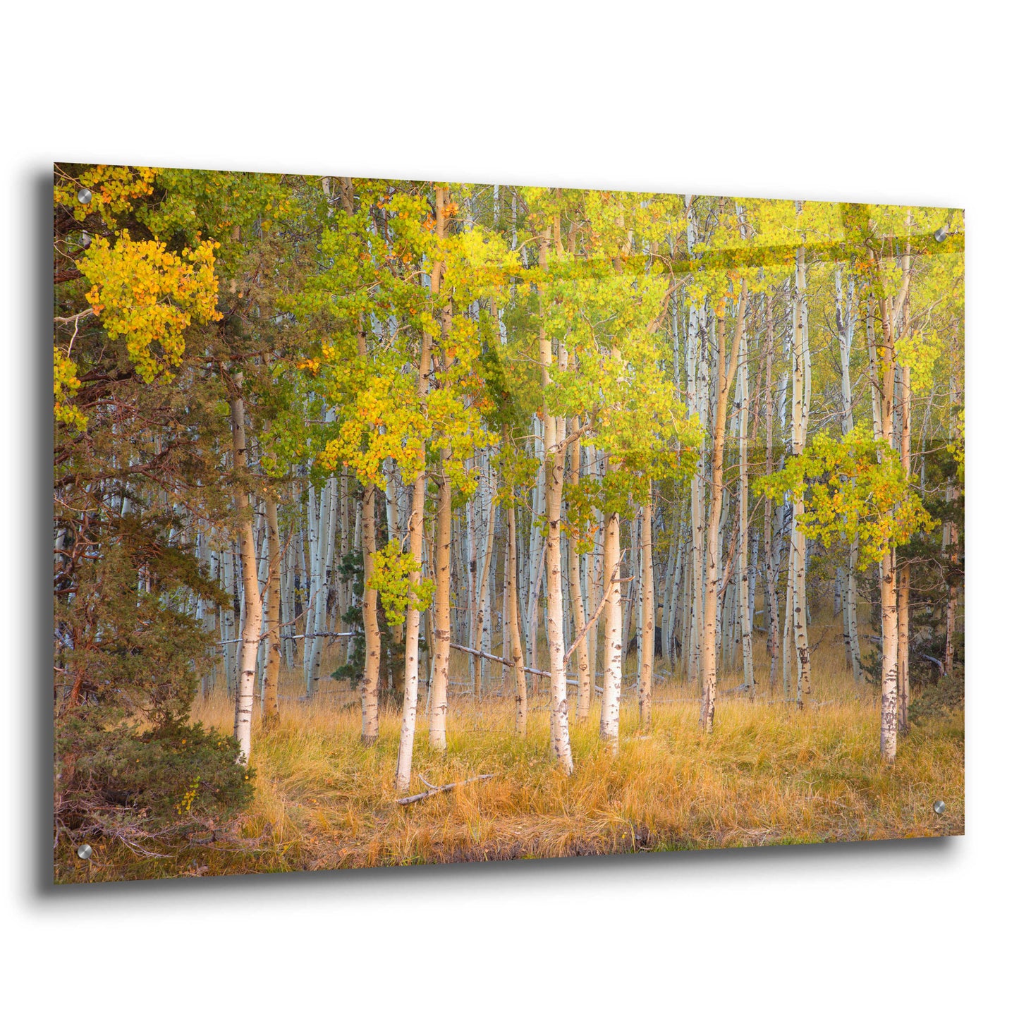 Epic Art 'June Lake Aspen' by John Gavrilis, Acrylic Glass Wall Art,36x24